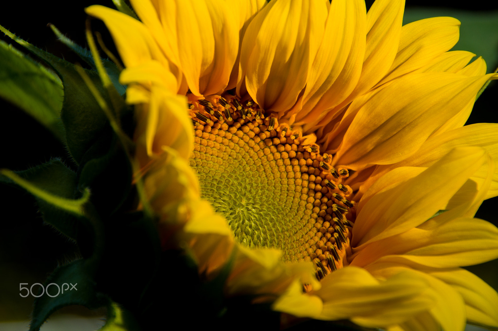 Pentax K-S1 sample photo. Sonnenblume.jpg photography