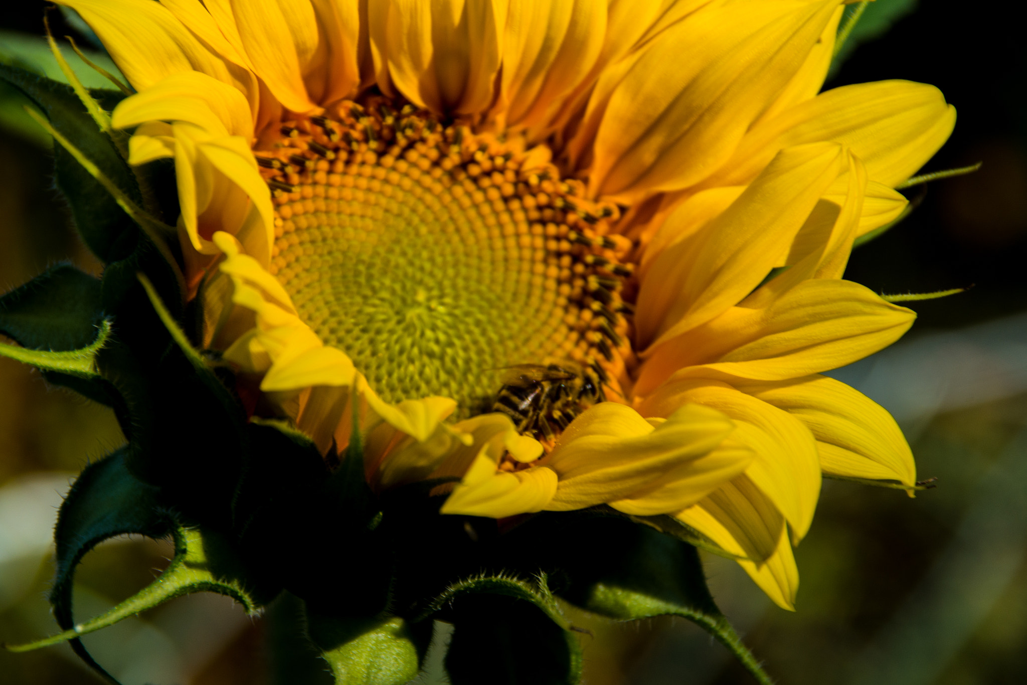Pentax K-S1 sample photo. Sonnenblume i.jpg photography