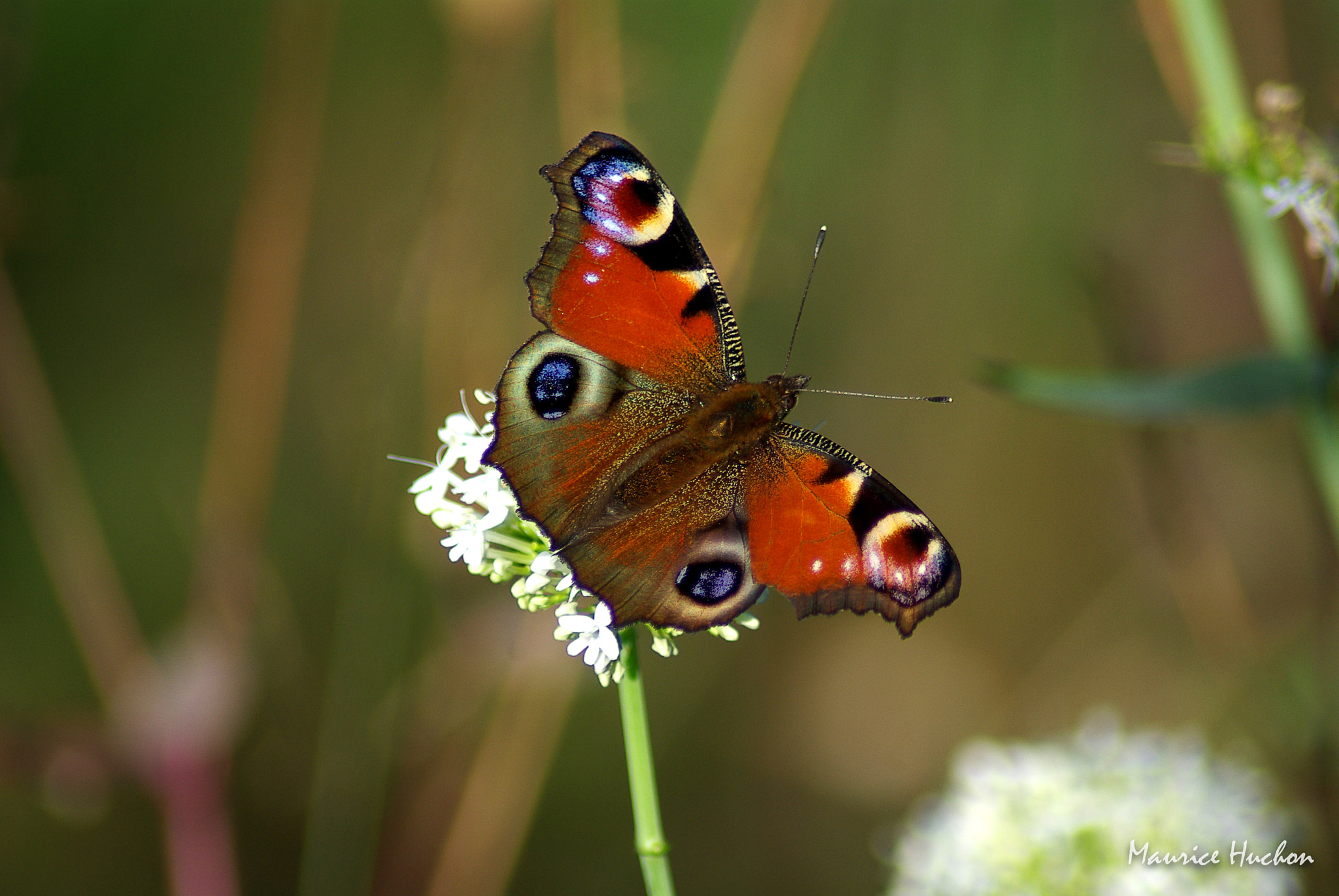 Pentax K10D sample photo. Le paon du jour photography