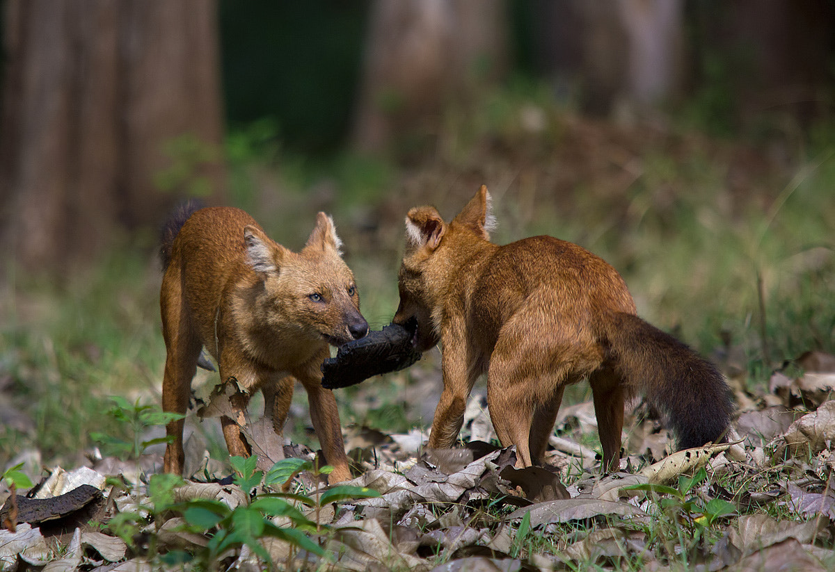 Sigma 150-500mm F5-6.3 DG OS HSM sample photo. Indian wild dogs photography