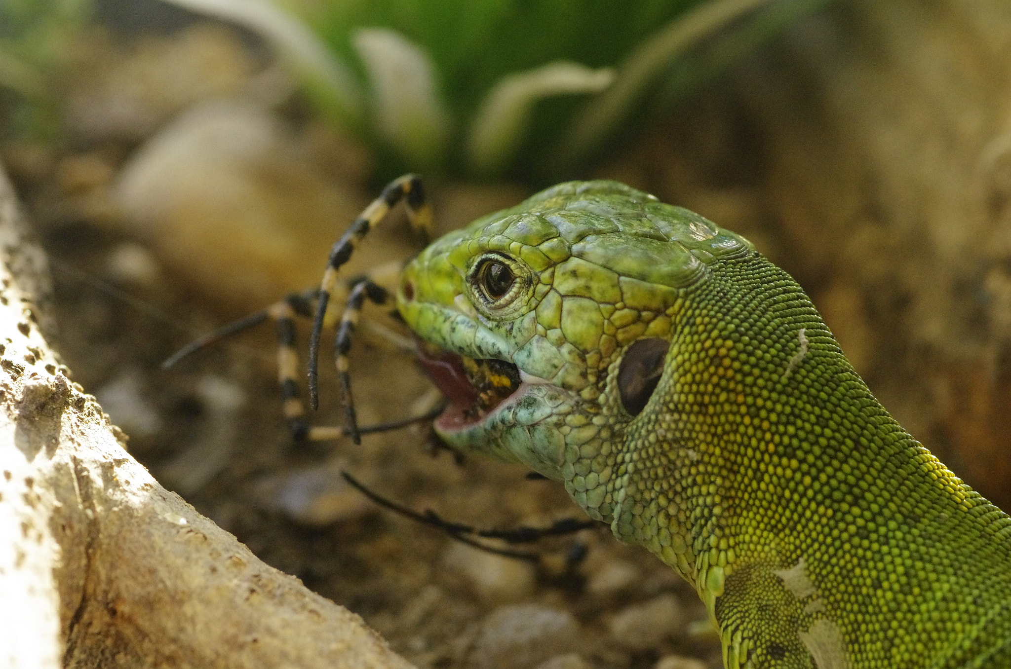 Pentax smc D-FA 100mm F2.8 Macro WR sample photo. Predator & prey photography