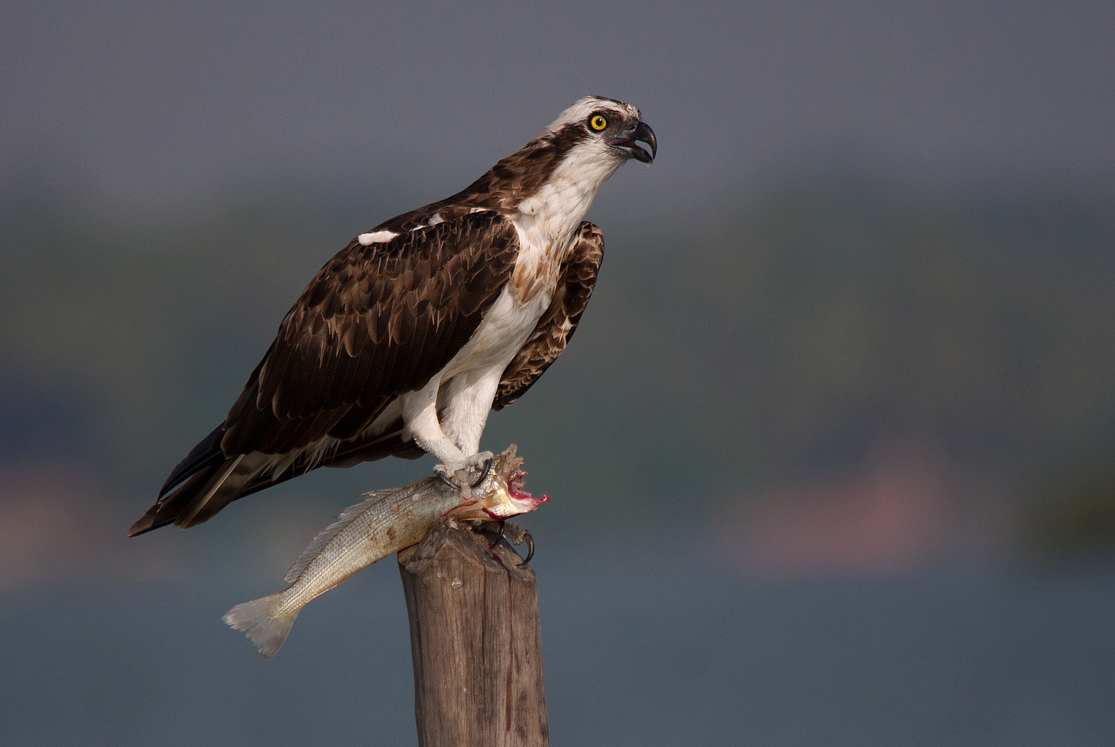 Sigma 150-500mm F5-6.3 DG OS HSM sample photo. Osprey with prey photography