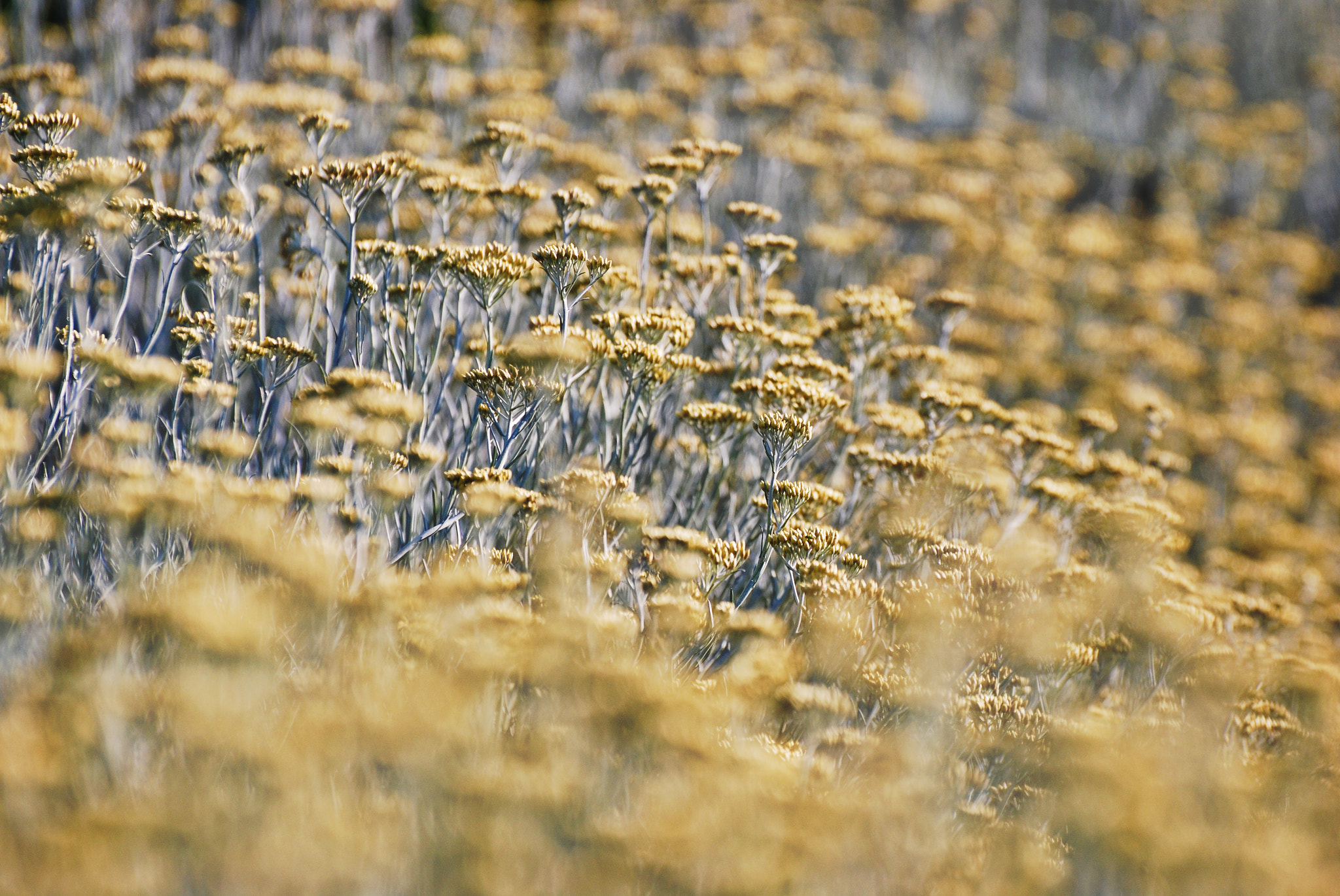Nikon D60 sample photo. Golden flowers photography
