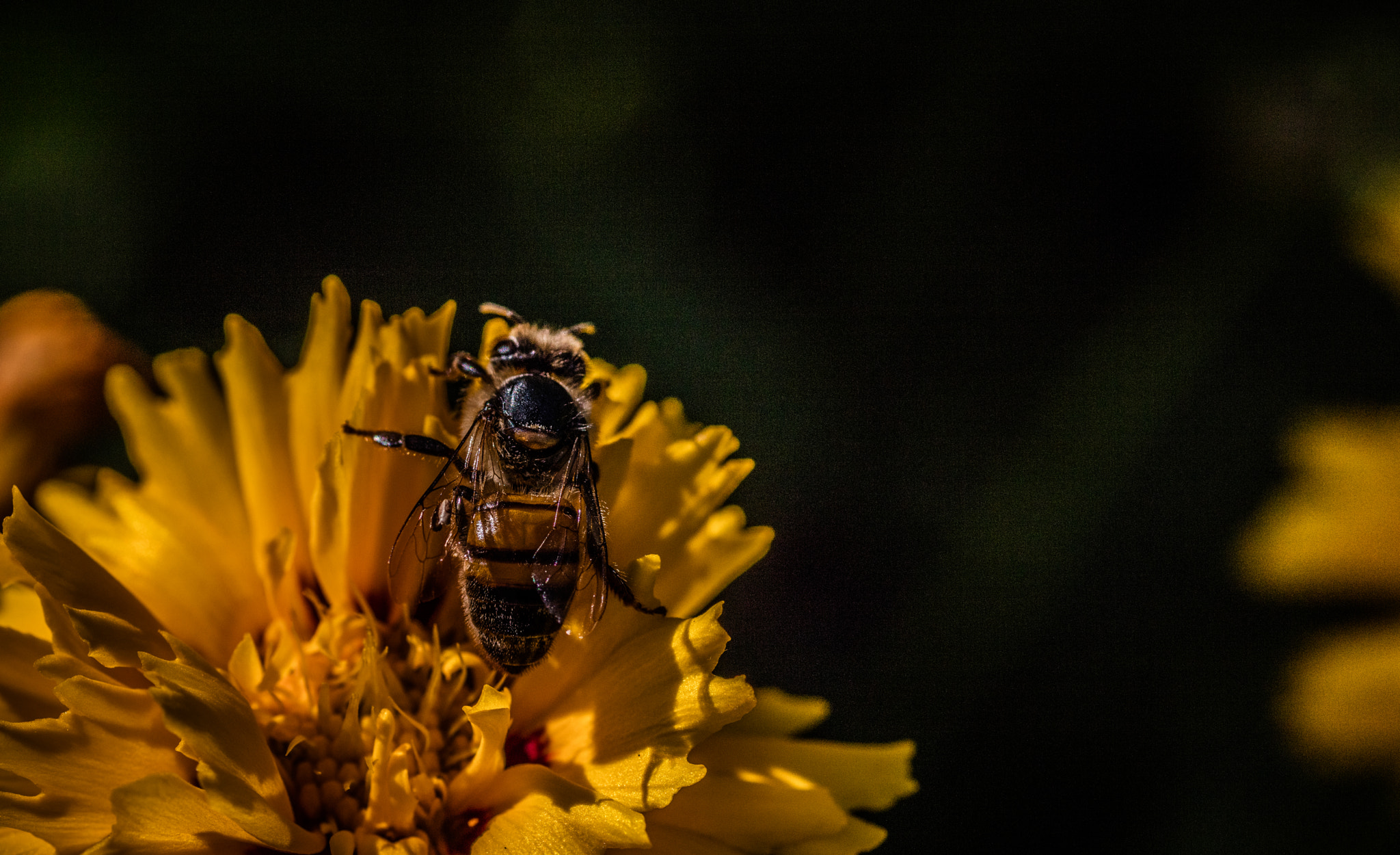 Canon EOS 5DS R + ZEISS Makro-Planar T* 100mm F2 sample photo. Bee and flower photography