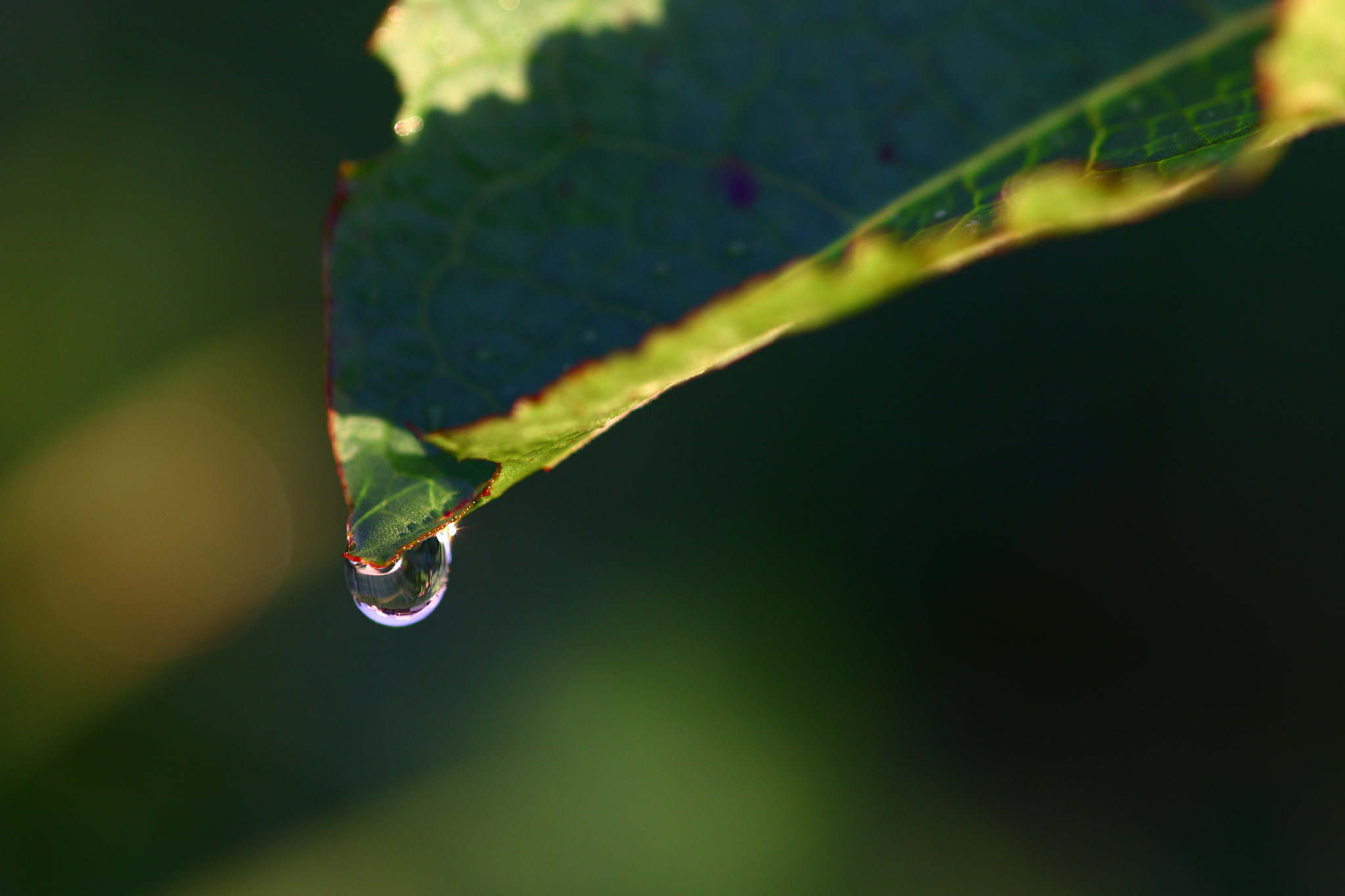 Canon EOS 70D + Sigma 105mm F2.8 EX DG Macro sample photo. 雨あがりの夕方 photography