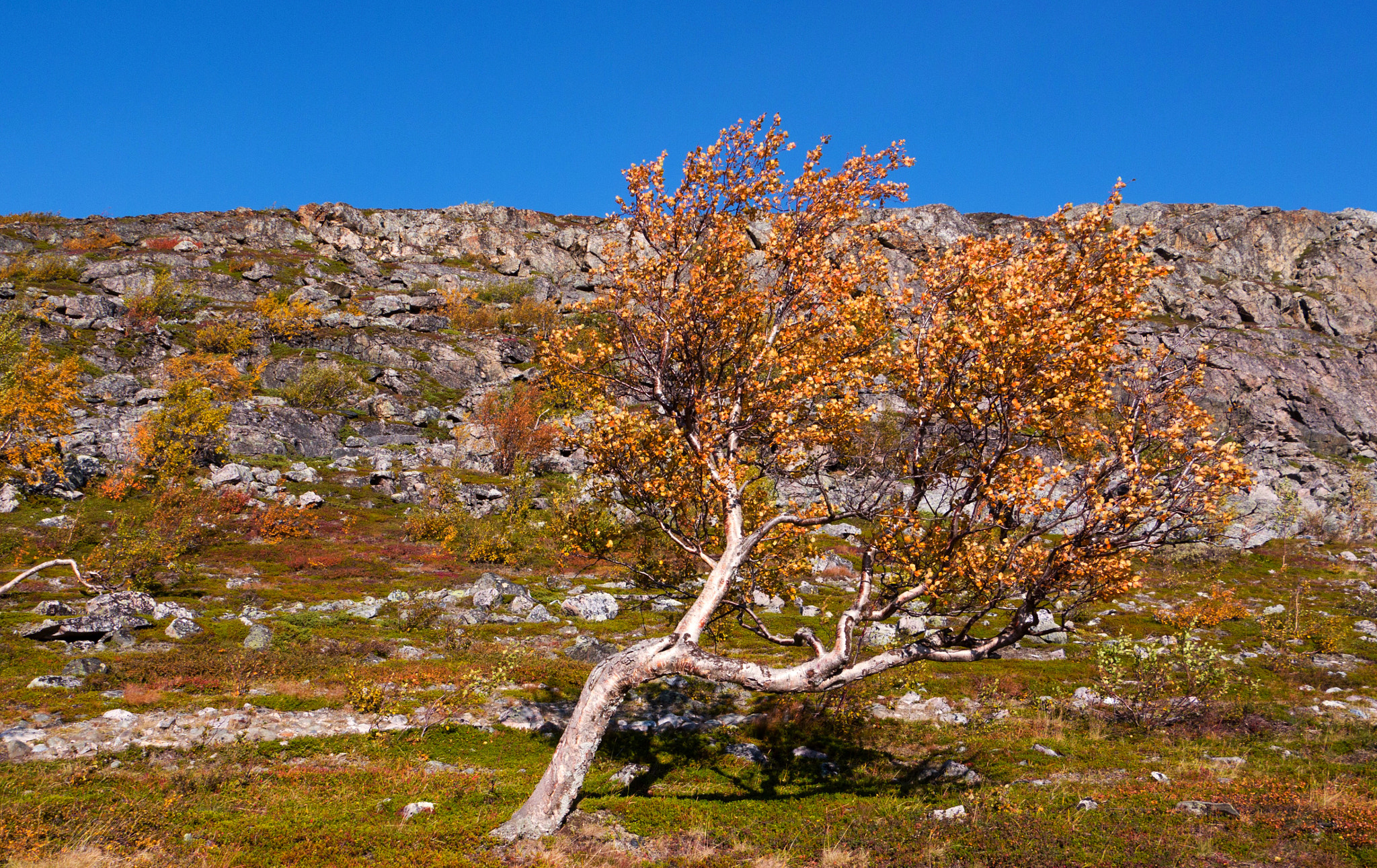 Panasonic Lumix DMC-GH2 sample photo. The lonely tree photography