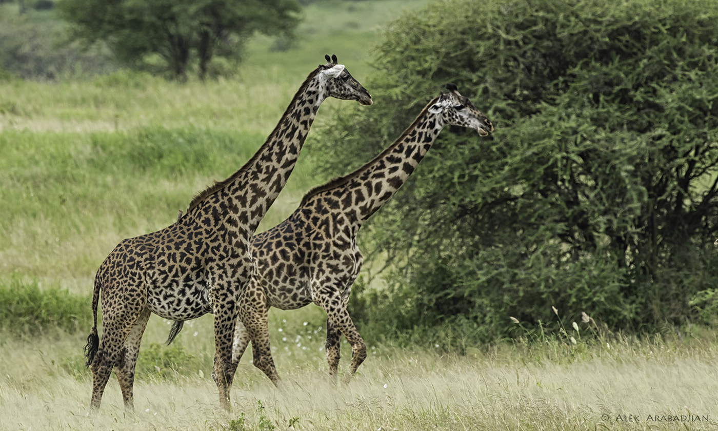 Nikon AF-S Nikkor 400mm F2.8E FL ED VR sample photo. A walk in the bush photography