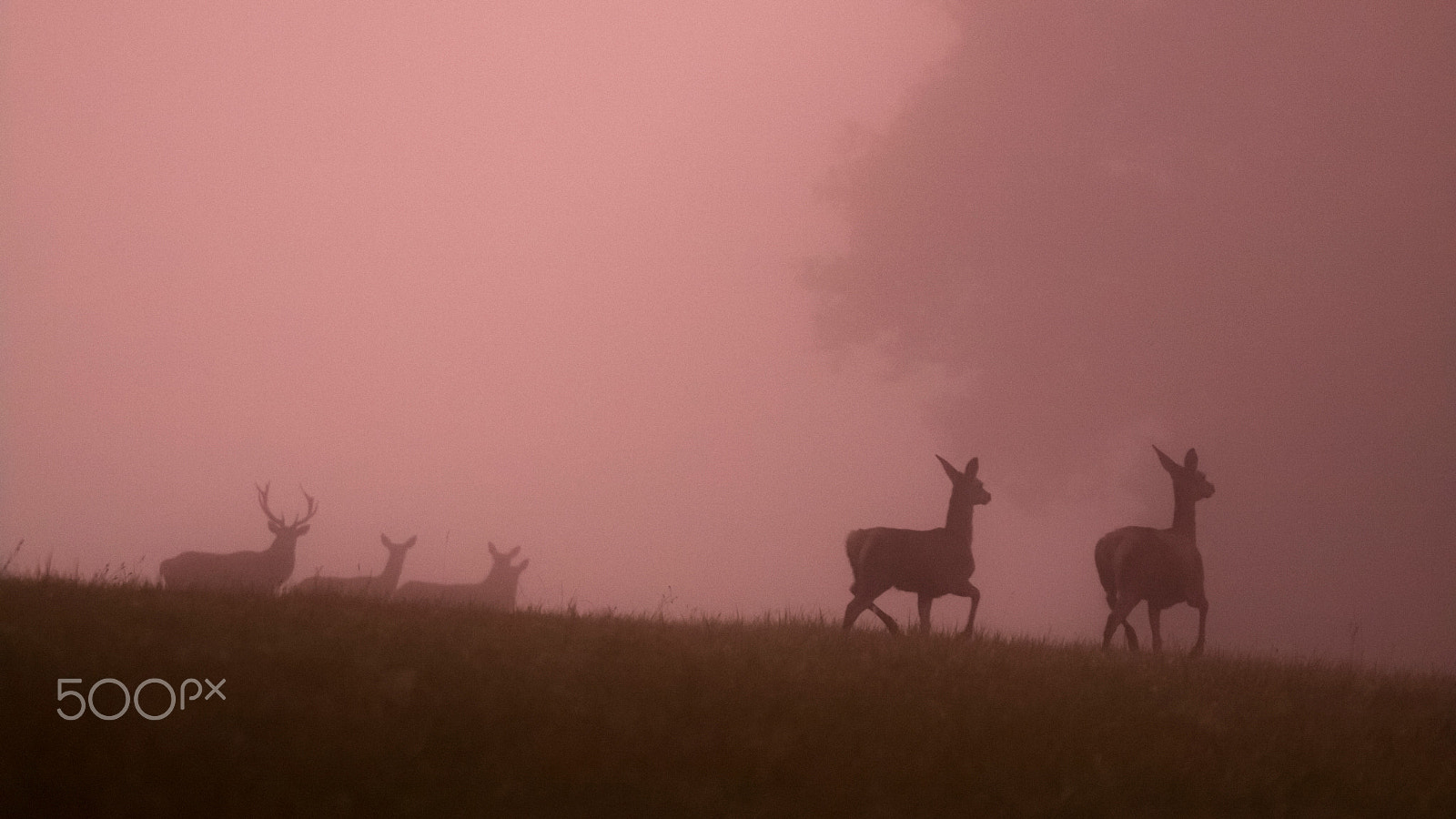 Canon EOS 50D + Sigma 120-300mm F2.8 EX DG HSM sample photo. Wildlife photography