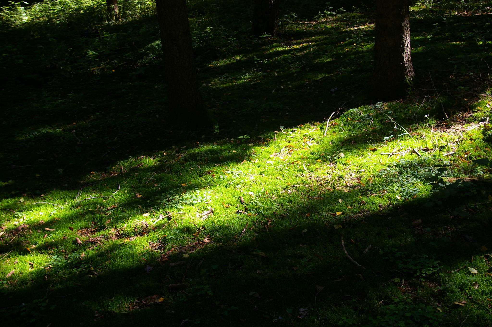 Pentax *ist DL sample photo. Lichtflecken im wald photography