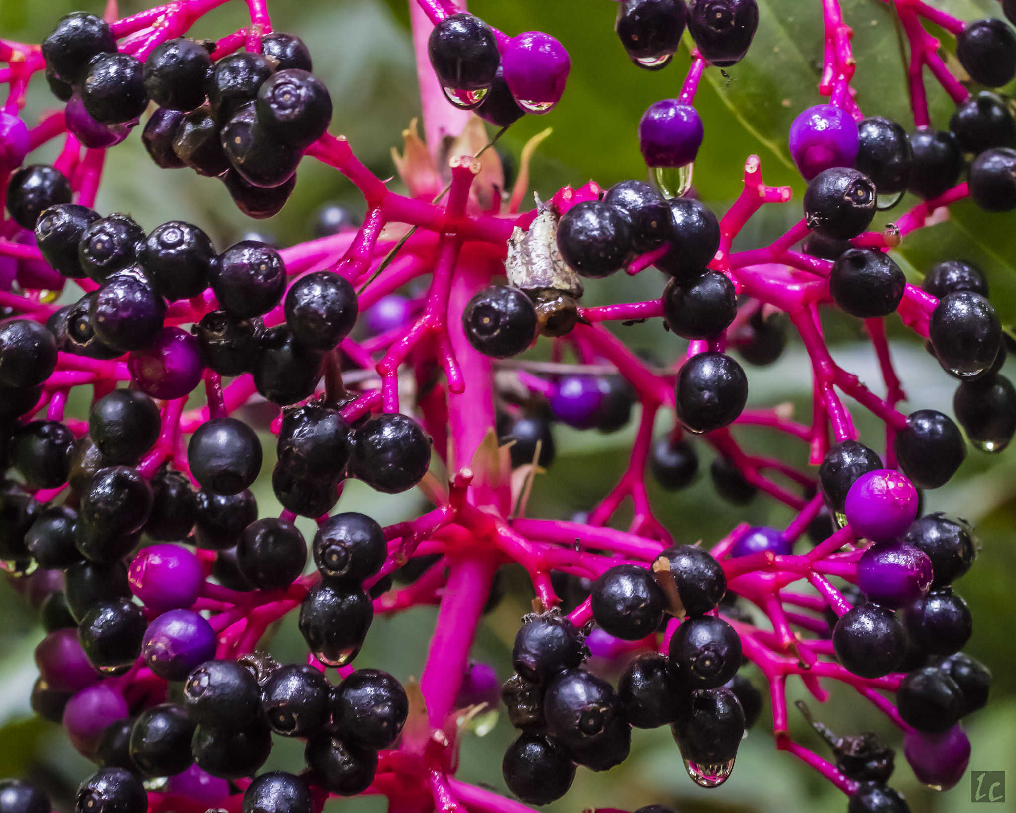 Canon EF 50mm F2.5 Macro sample photo. Colorful fruits, lyon arboretum photography