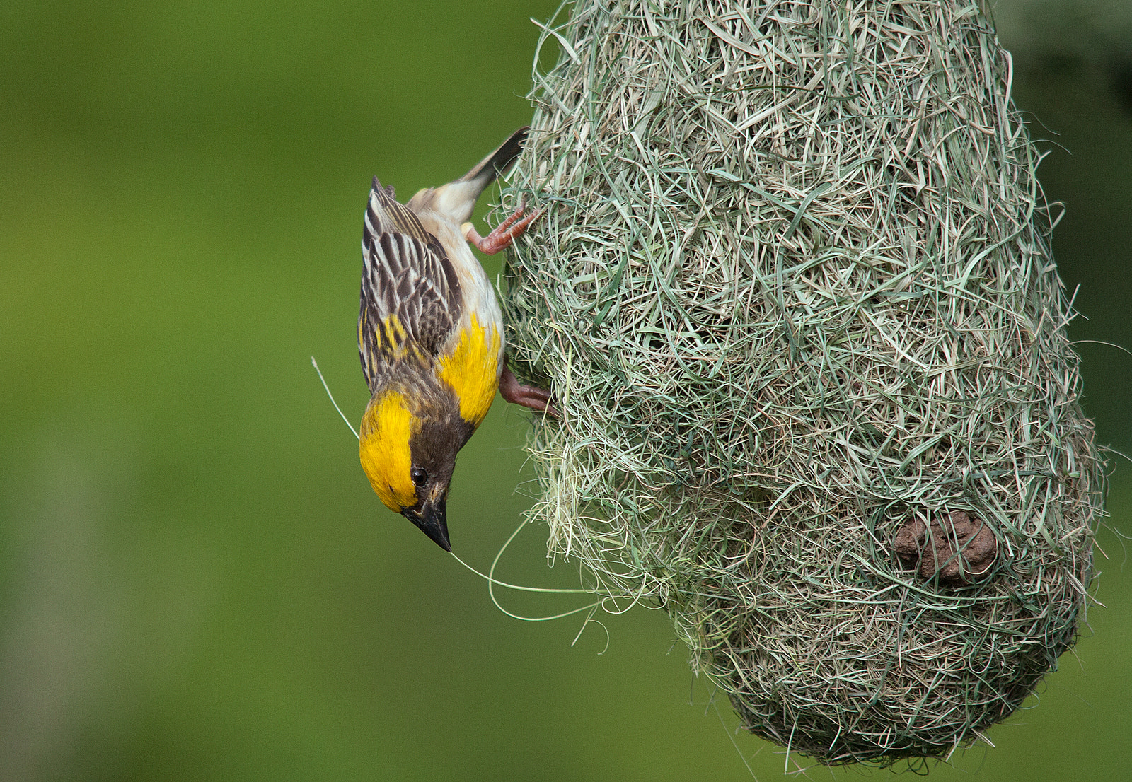Sigma 150-500mm F5-6.3 DG OS HSM sample photo. Nature's architect photography