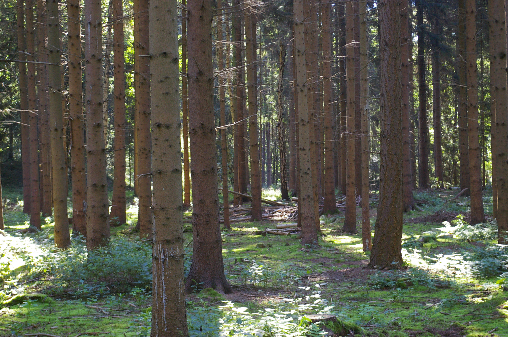 Pentax *ist DL sample photo. Deep in forest photography