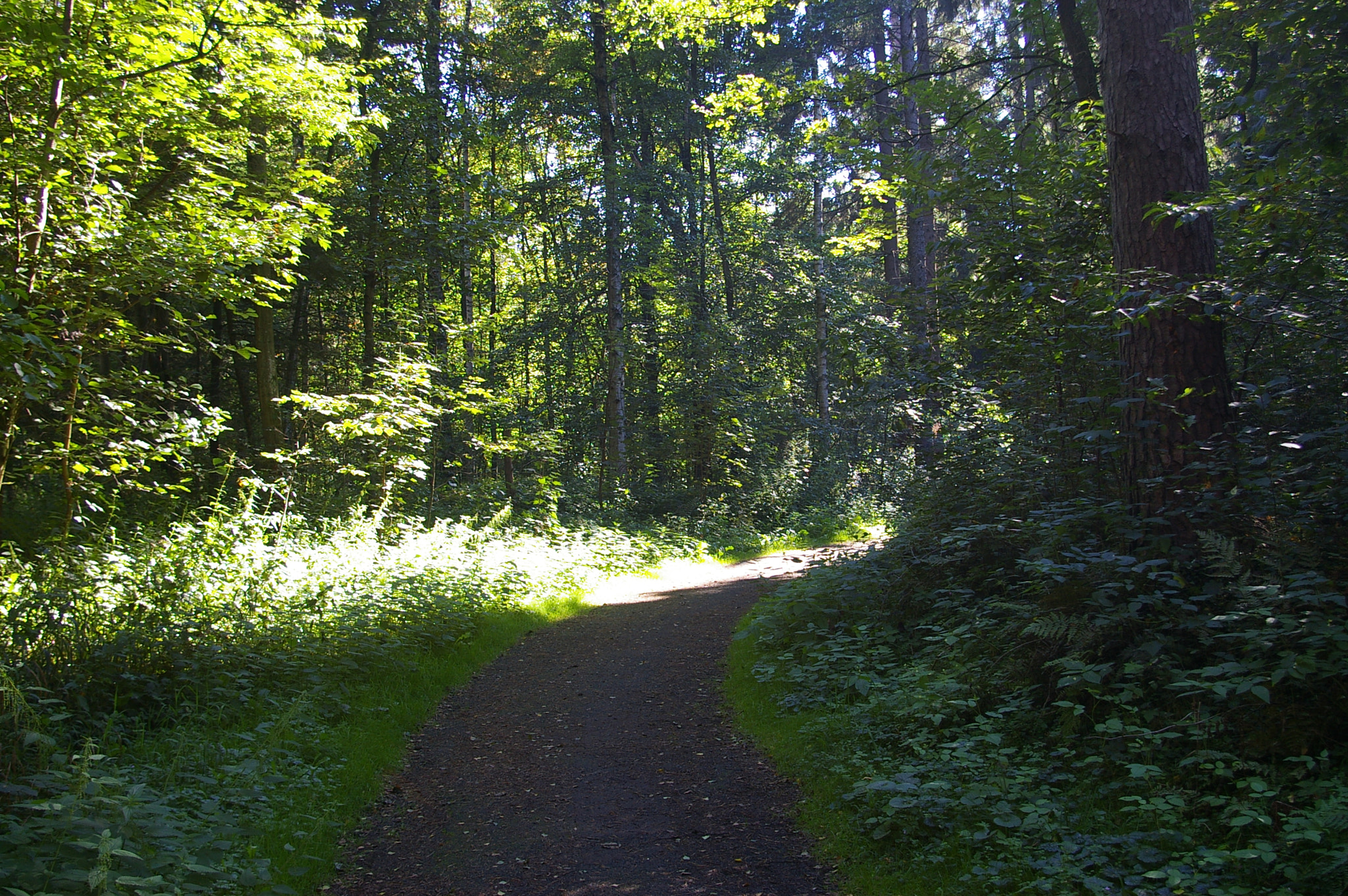 Pentax *ist DL sample photo. Morning in forest photography