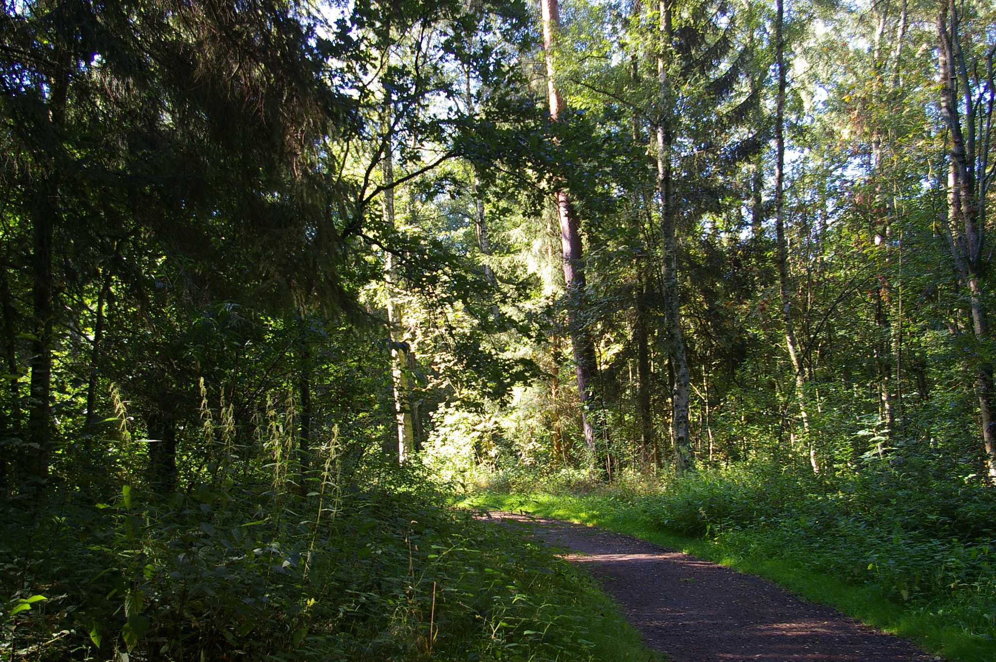 Pentax *ist DL sample photo. Morning in forest photography