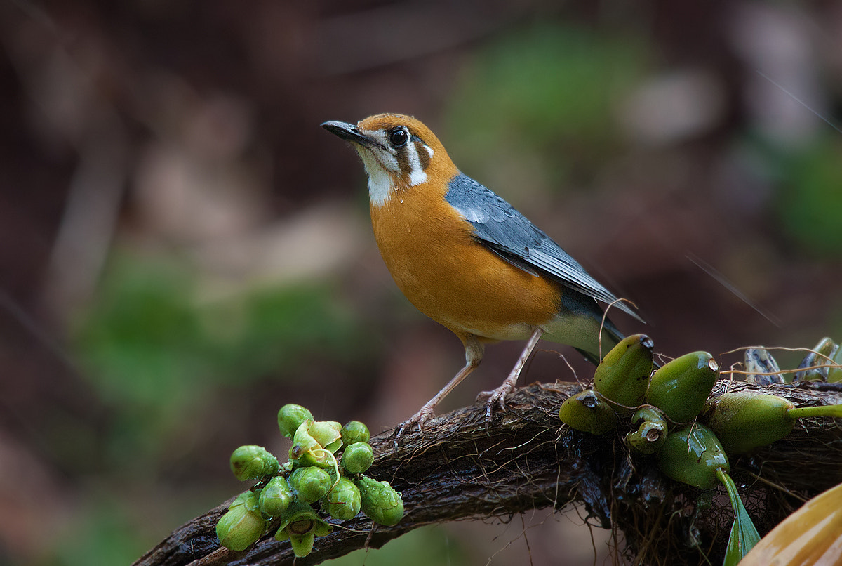 Sigma 150-500mm F5-6.3 DG OS HSM sample photo. Orange-headed ground thrush photography