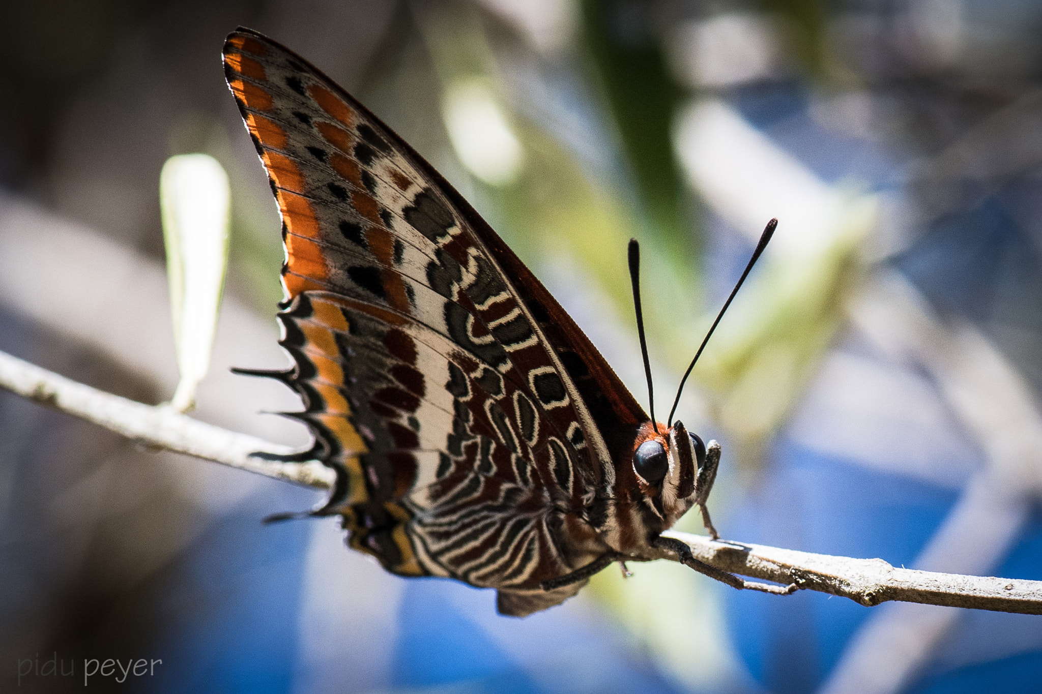 Nikon D5 sample photo. Resting butterfly photography