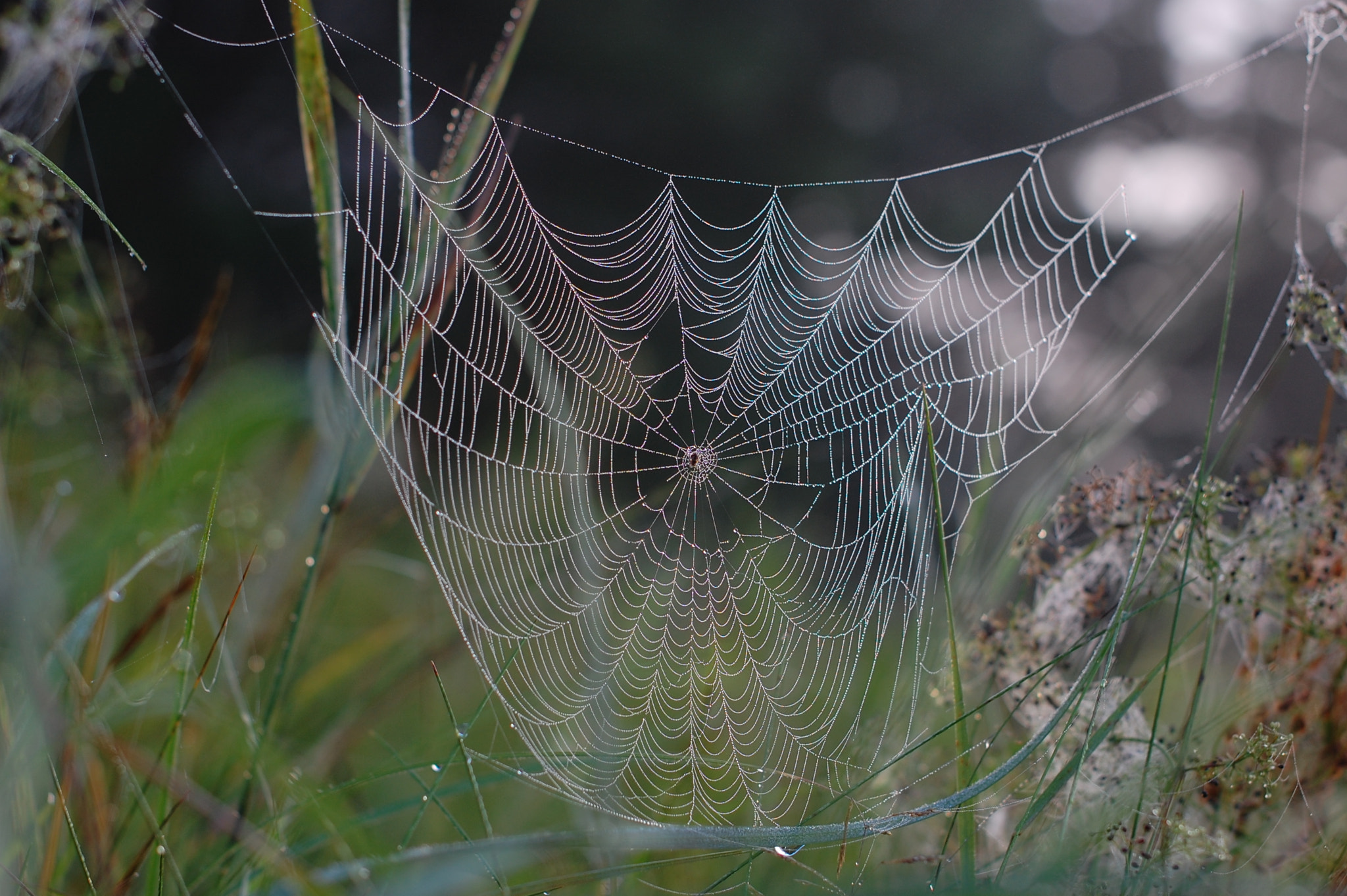 Nikon D40 + Nikon AF-S Nikkor 50mm F1.4G sample photo. Morning photography