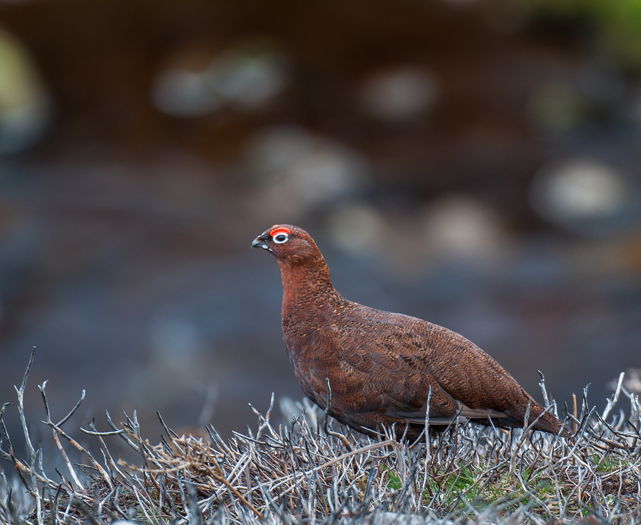 Nikon D3 sample photo. Red grouse photography