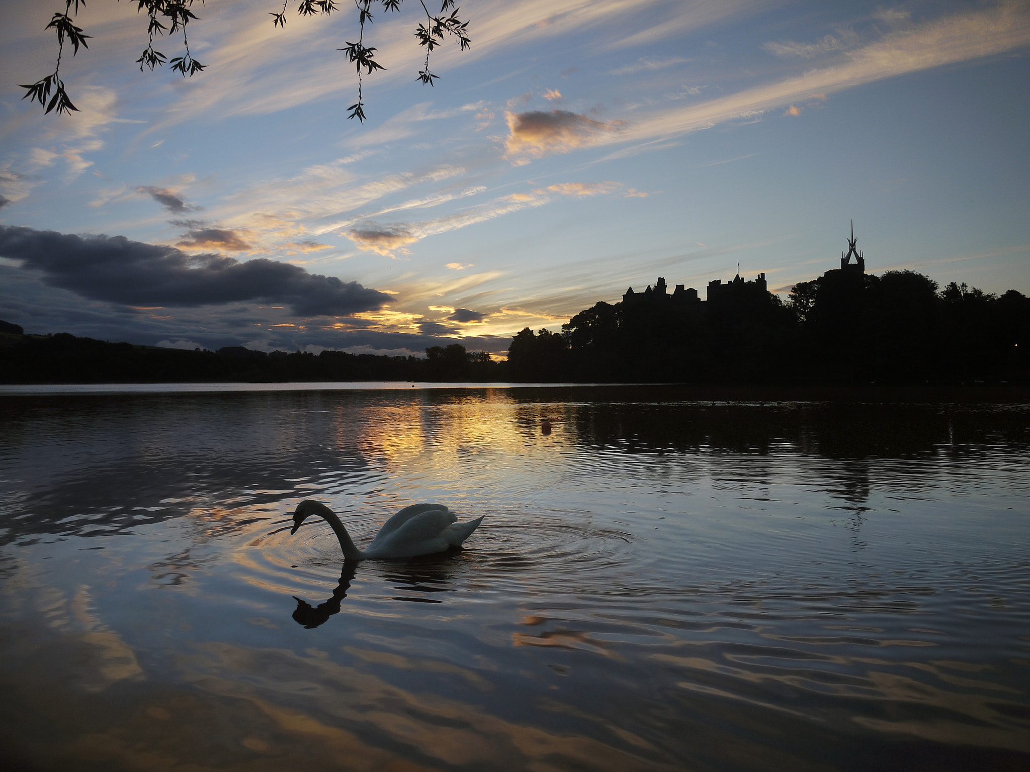 Panasonic Lumix DMC-GF1 sample photo. A mute swan in a linlithgow dawn photography
