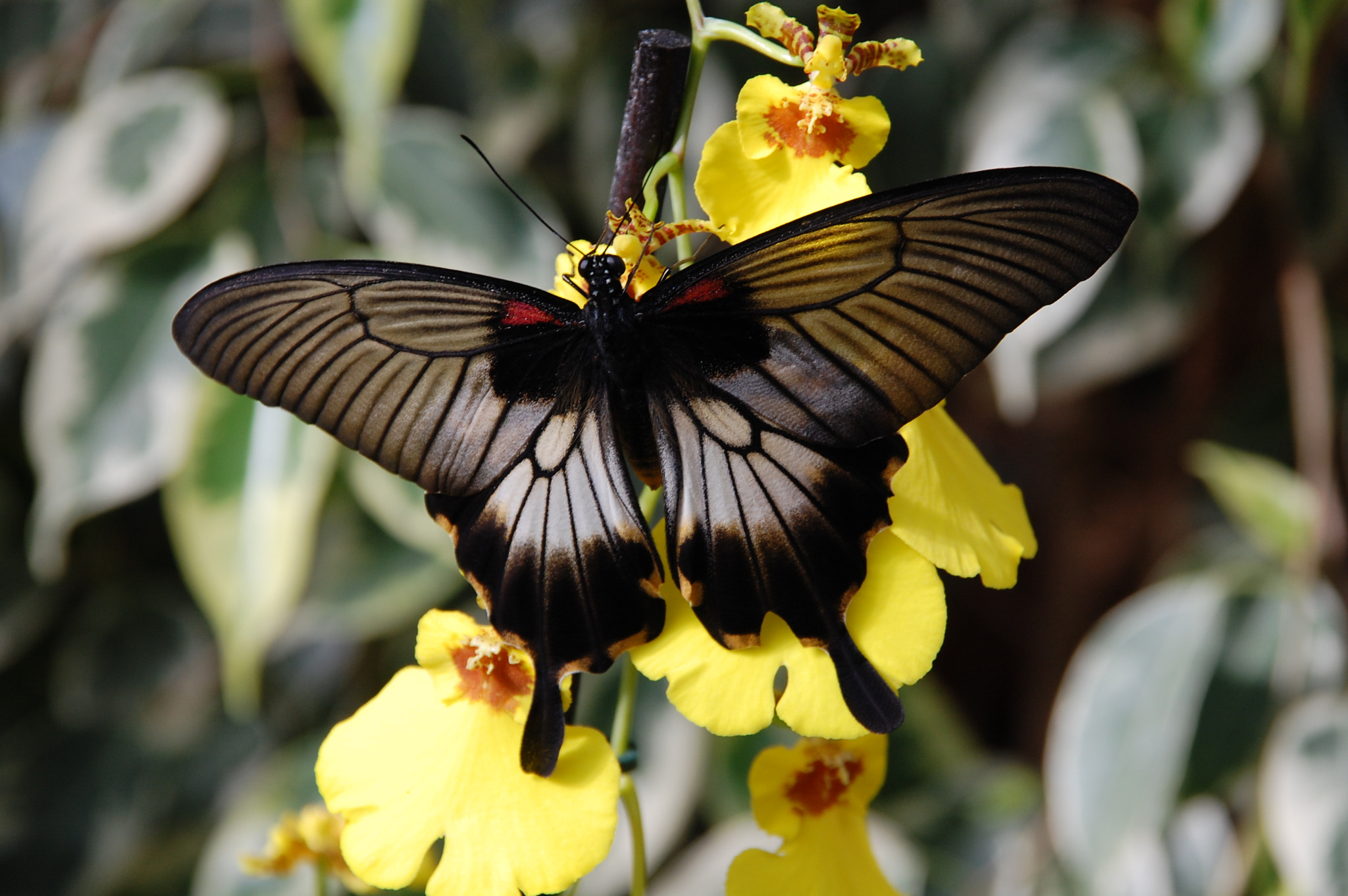 Nikon D40 + Sigma 18-200mm F3.5-6.3 DC sample photo. Butterfly photography