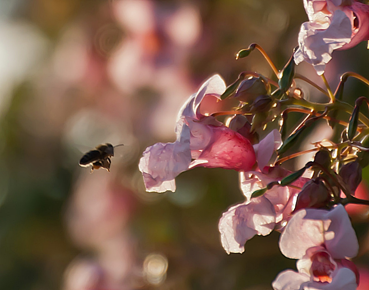 Sony Alpha DSLR-A300 + DT 18-270mm F3.5-6.3 SSM sample photo. Piękny chwast photography