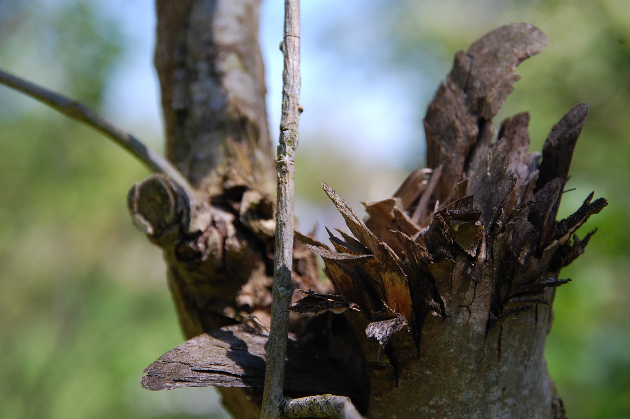 Nikon D40 + Sigma 18-200mm F3.5-6.3 DC sample photo. Old trunk photography