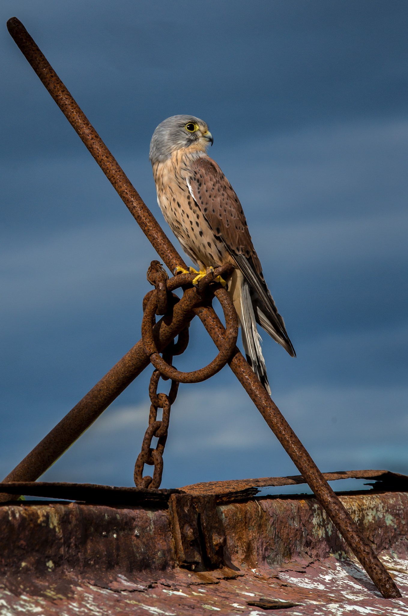 Sigma 70-200mm F2.8 EX DG Macro HSM II sample photo. Kestrel on holy islan photography