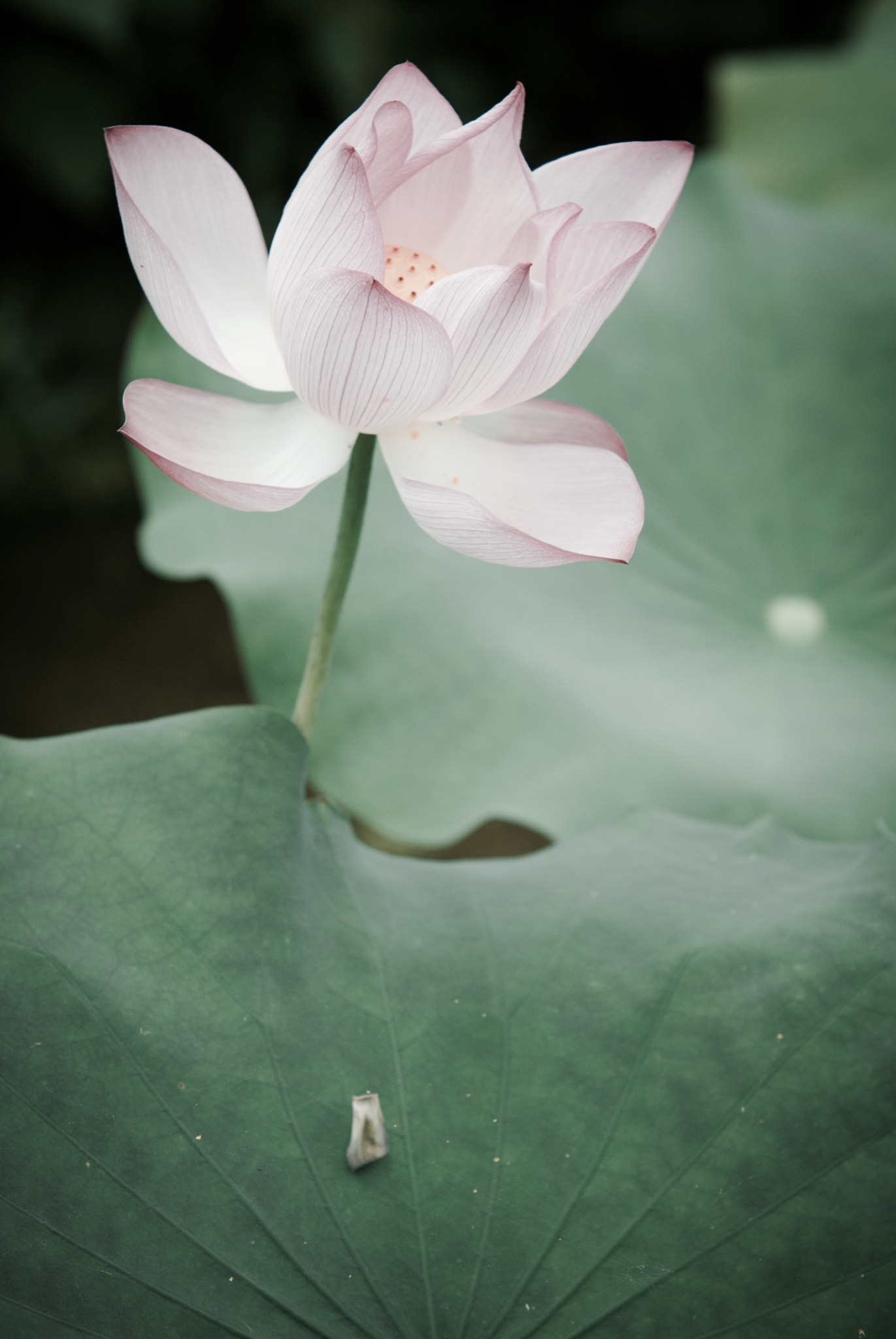 Sigma 70-200mm F2.8 EX DG Macro HSM II sample photo