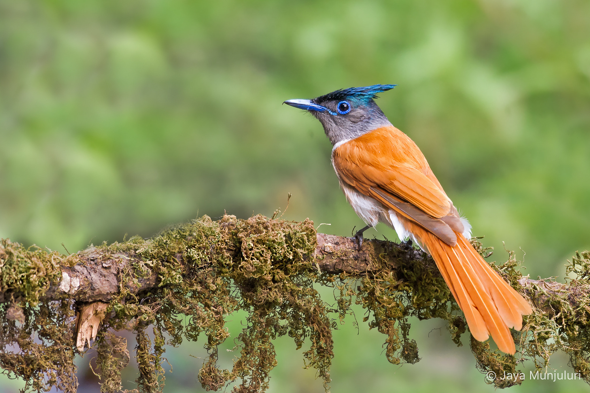 Nikon AF-S Nikkor 200-500mm F5.6E ED VR sample photo. Indian paradise flycatcher (female) photography