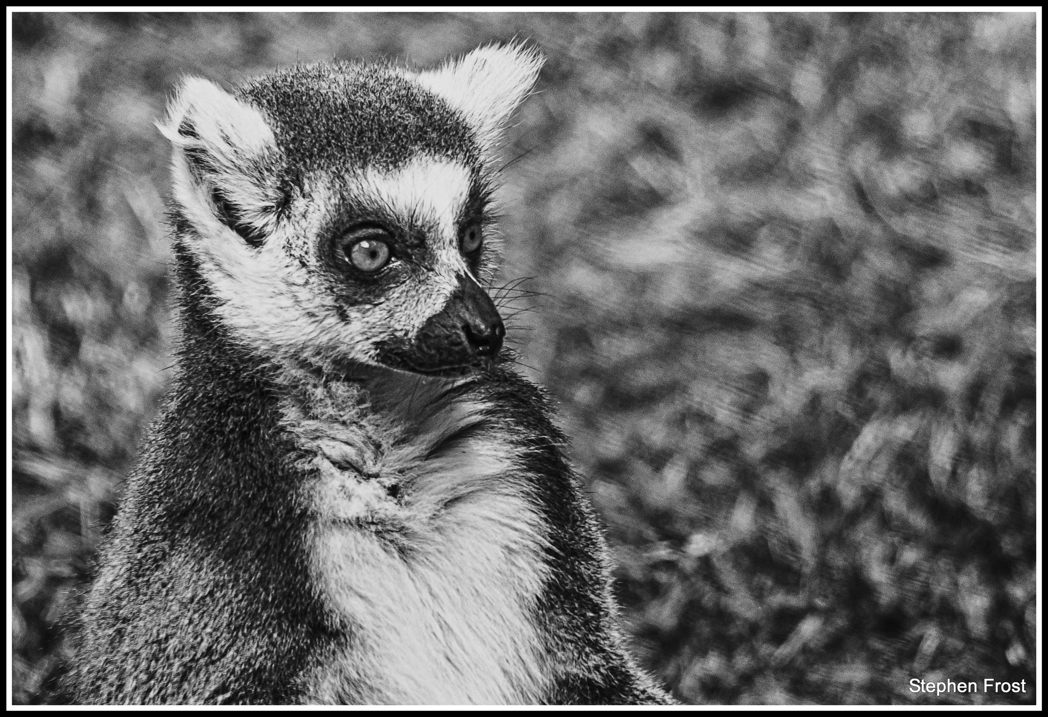 Olympus PEN E-PL5 sample photo. Ring tailed lemur photography