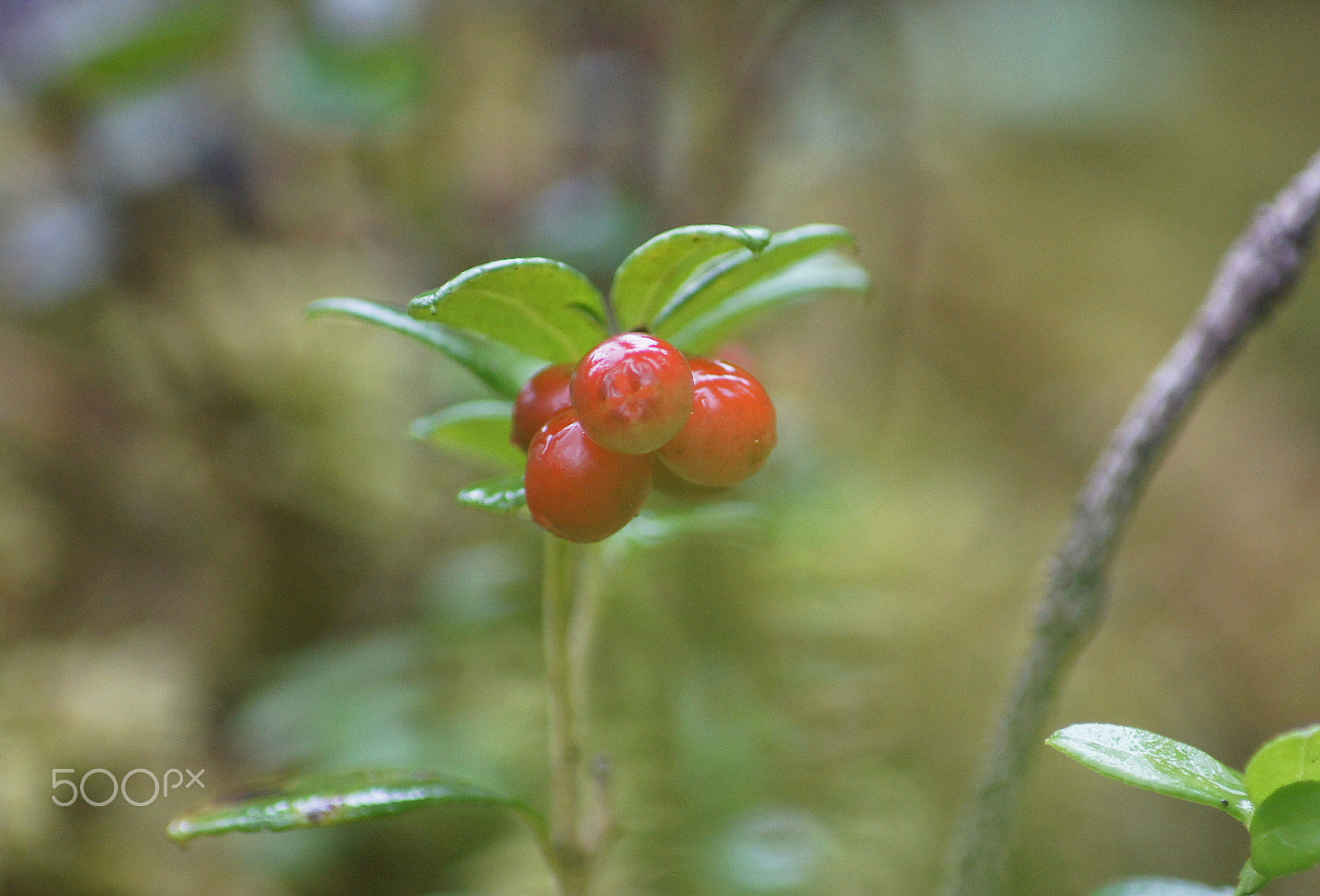 Sony DT 55-200mm F4-5.6 SAM sample photo. In this vessel, peace and quiet. photography