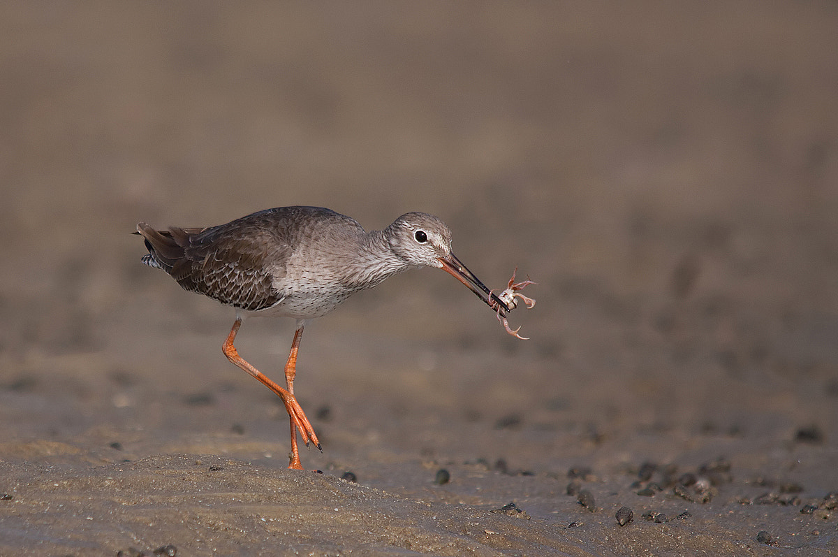 Sigma 150-500mm F5-6.3 DG OS HSM sample photo. Common redshank photography