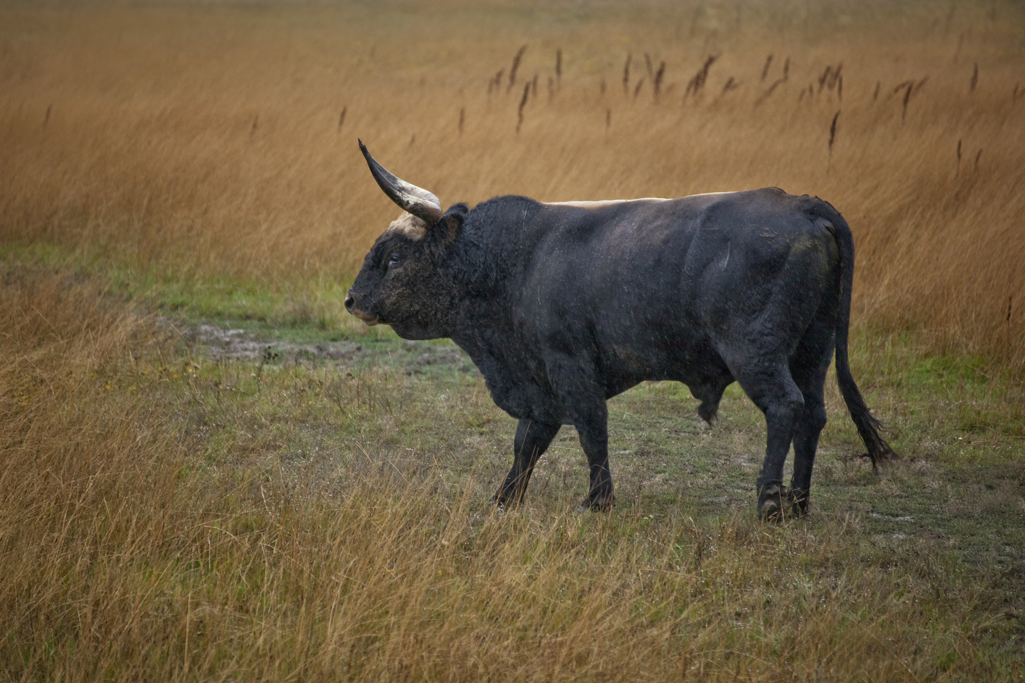 Tamron SP 35mm F1.8 Di VC USD sample photo. The great aurochs photography