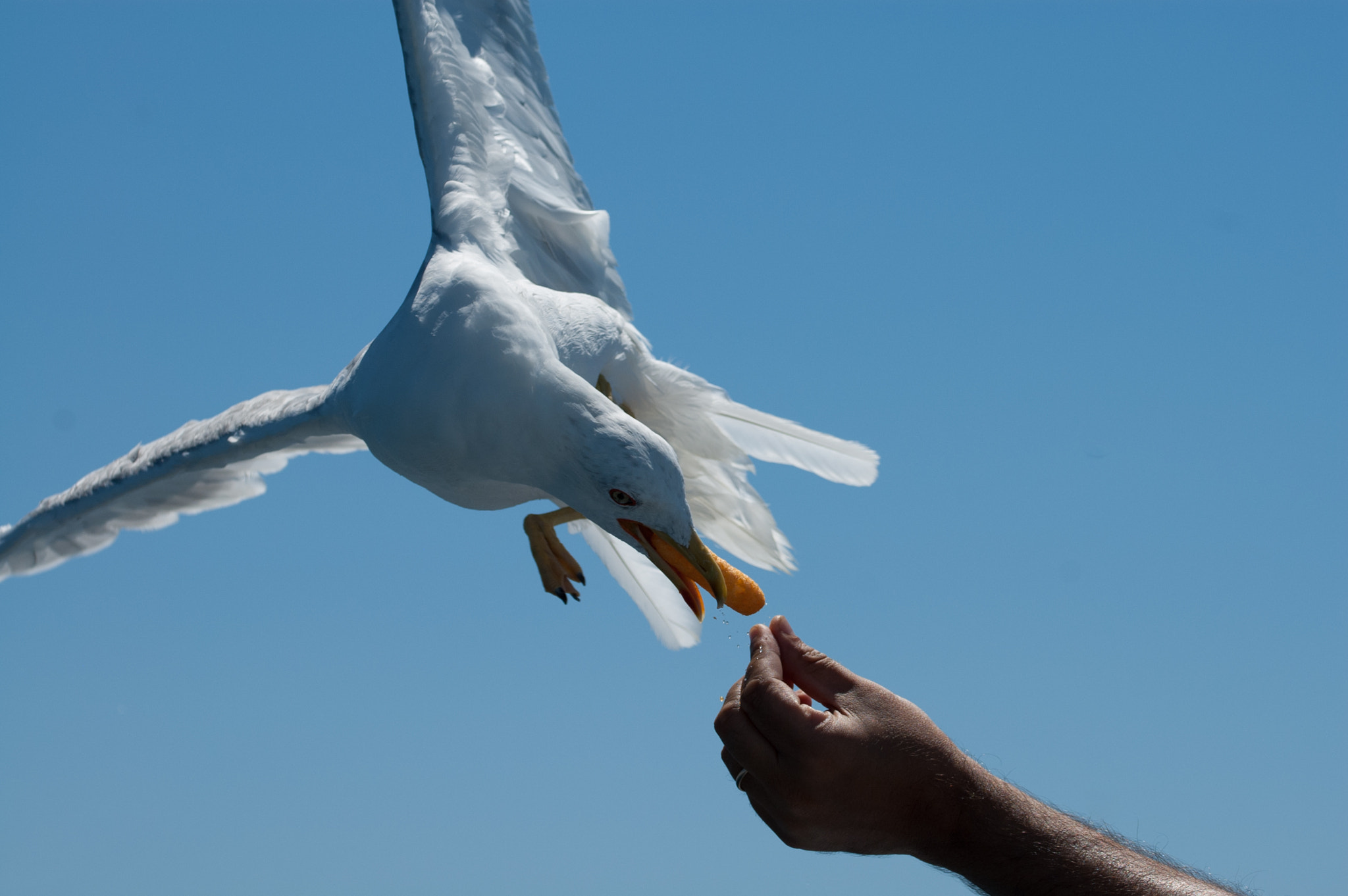 Nikon D70s + Sigma 105mm F2.8 EX DG OS HSM sample photo. A seagull eating chips photography