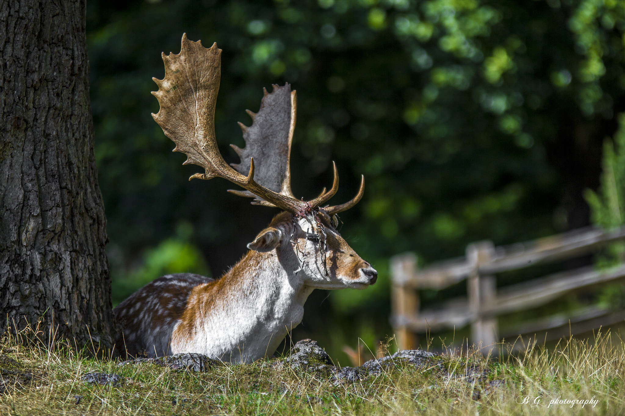 Sigma 70-200mm F2.8 EX DG OS HSM sample photo. Rein deer photography