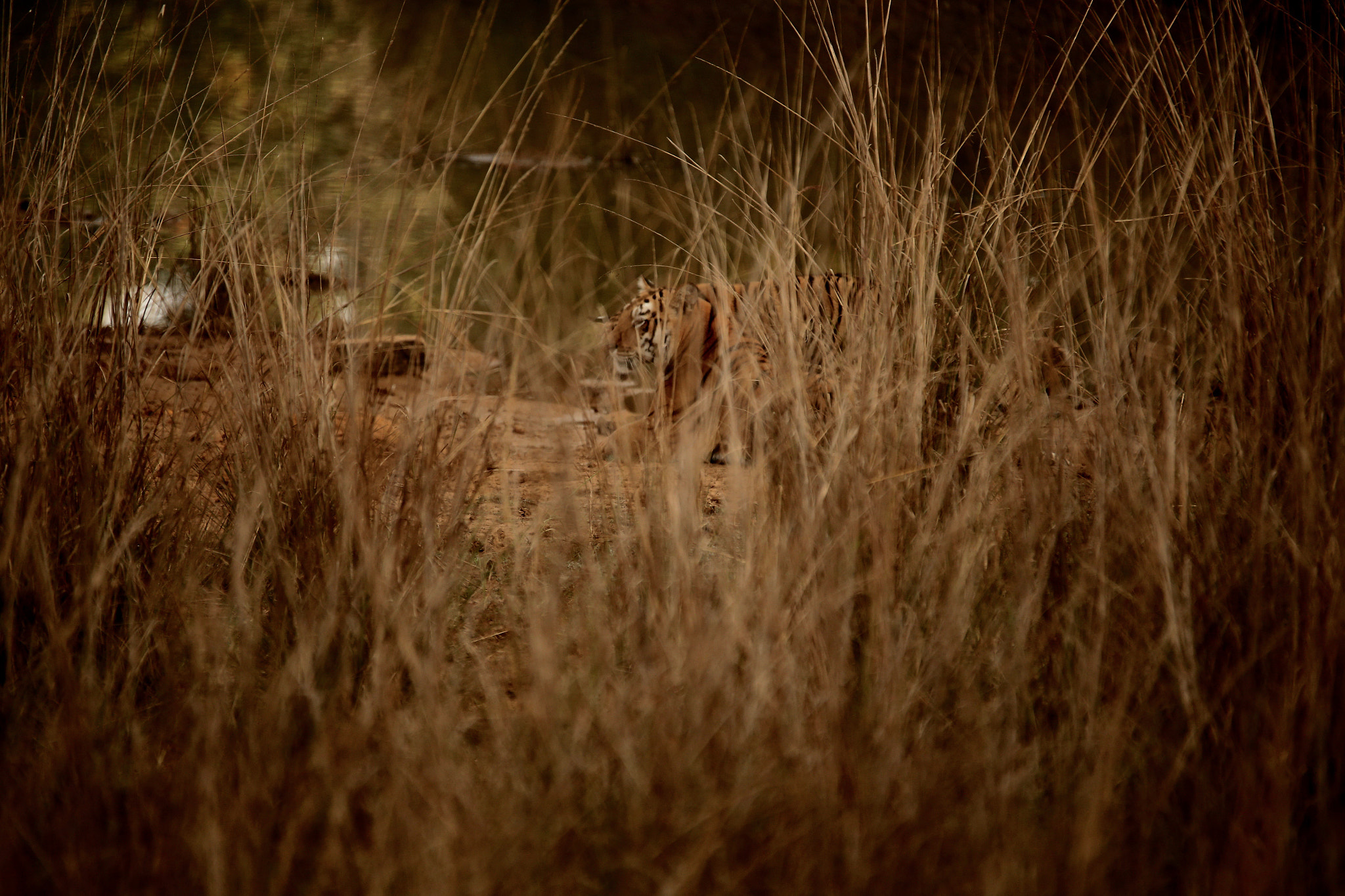 Canon EOS-1D X sample photo. From tadoba tiger reserve. india photography