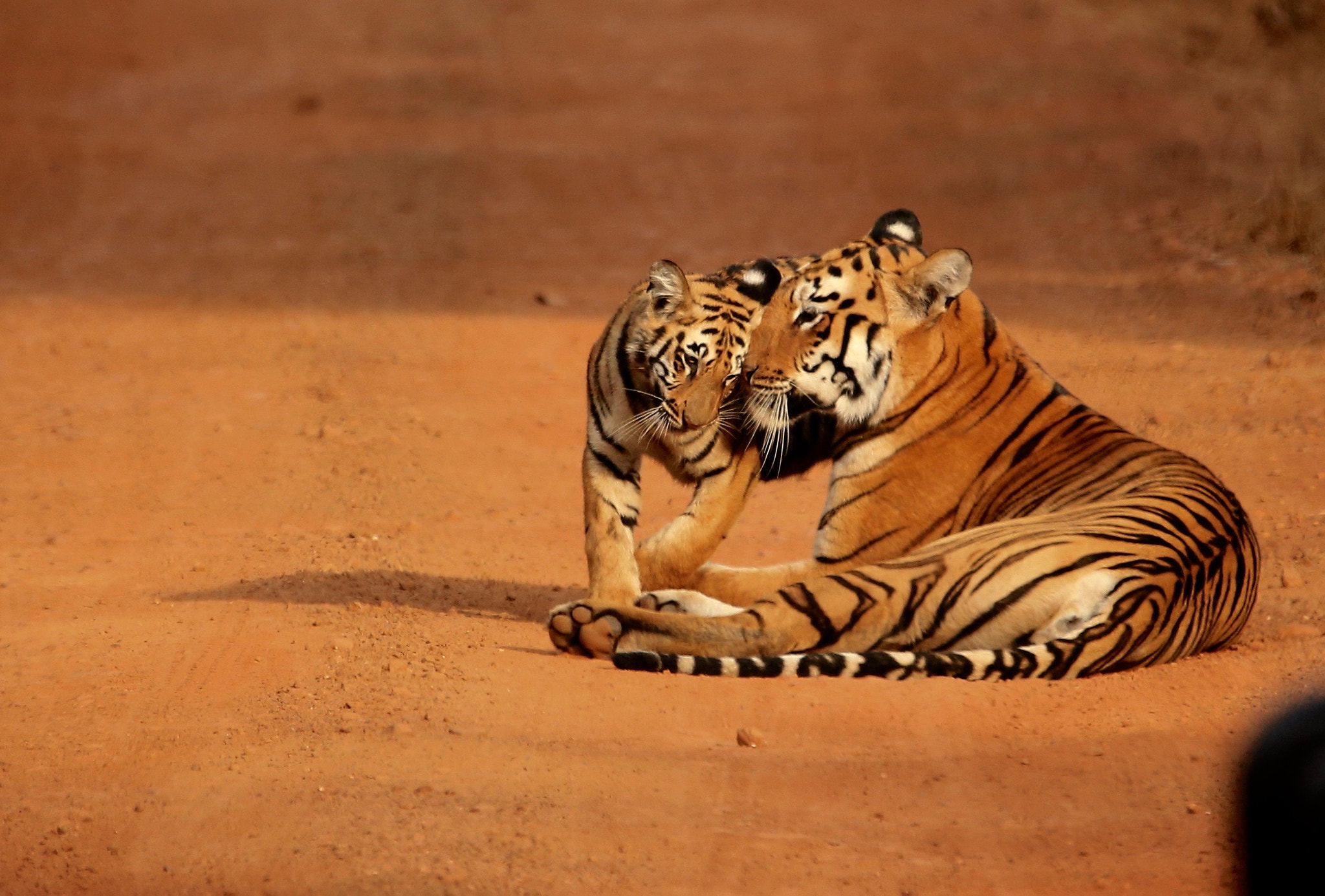 Sigma 120-400mm F4.5-5.6 DG OS HSM sample photo. From tadoba tiger reserve. india photography