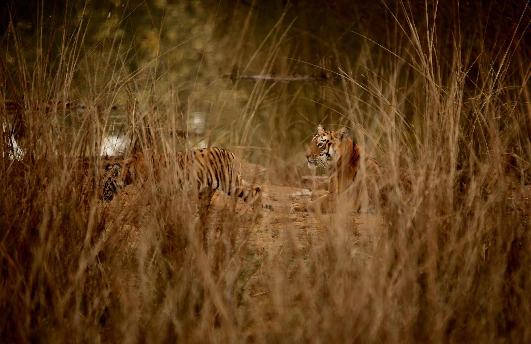 Sigma 120-400mm F4.5-5.6 DG OS HSM sample photo. From tadoba tiger reserve. india photography
