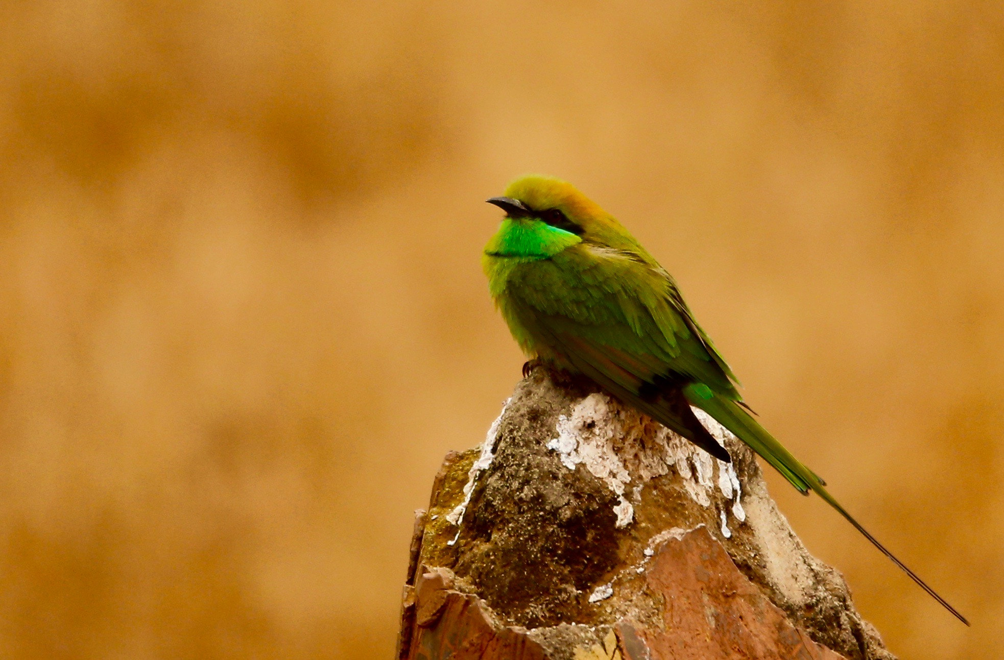 Canon EOS-1D X sample photo. From tadoba tiger reserve. india photography