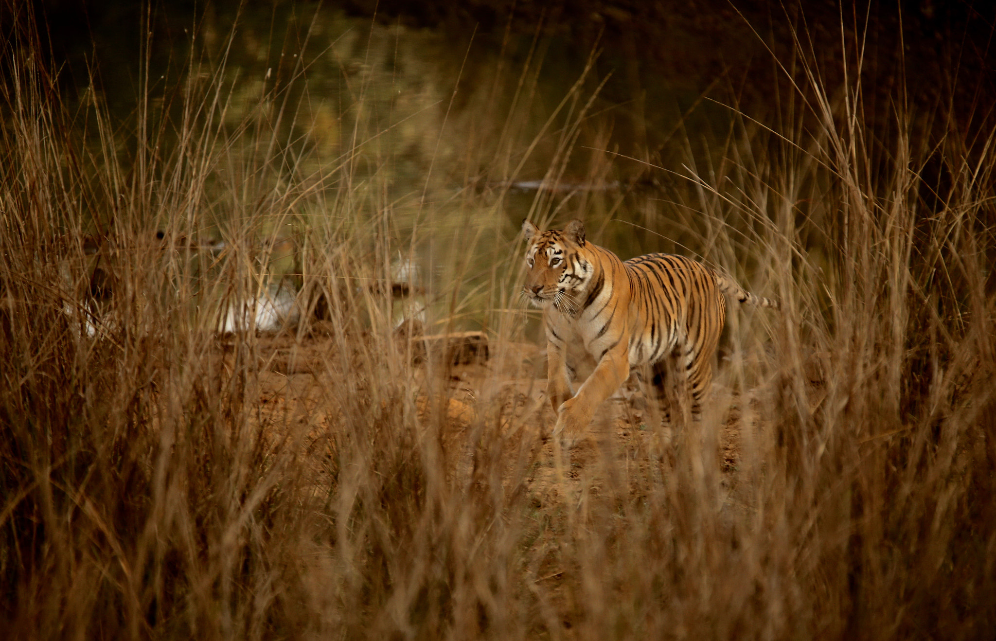 Canon EOS-1D X sample photo. From tadoba tiger reserve. india photography
