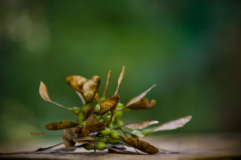 Sony a6000 + Minolta AF 70-210mm F4 Macro sample photo. Abstract photography