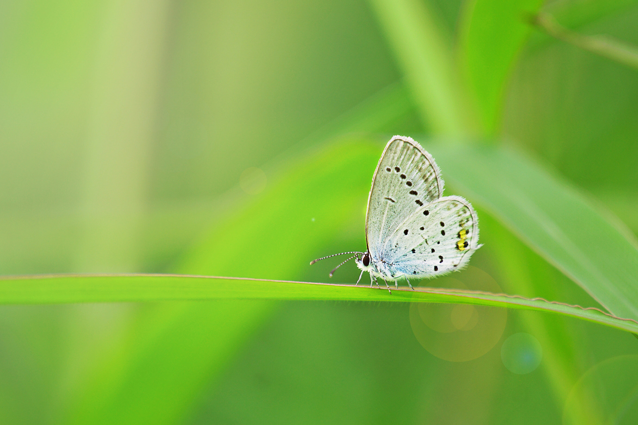 Sony SLT-A77 + Sony 70-400mm F4-5.6 G SSM sample photo. Beyaz kelebek etkisi (white butterfly effect) photography