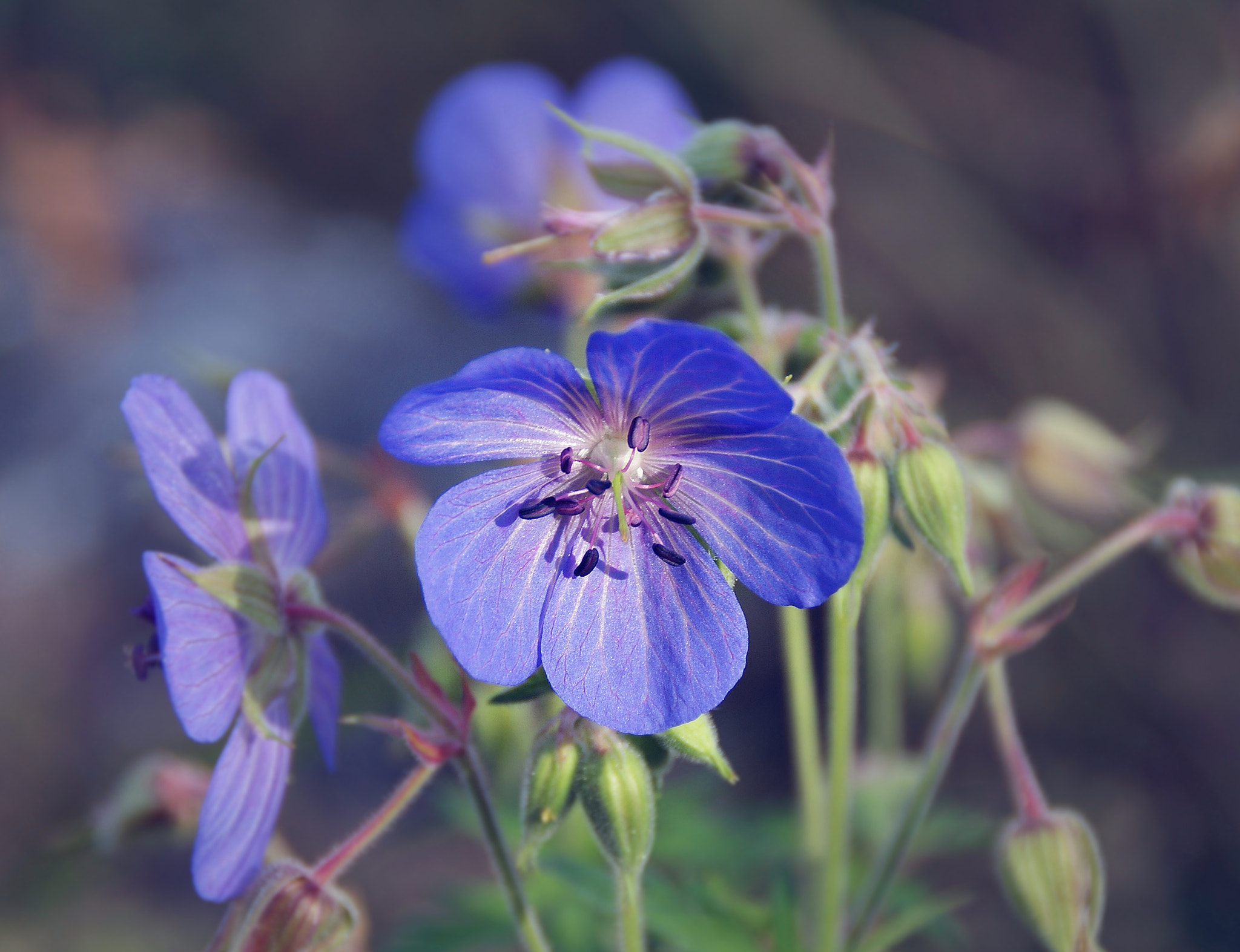 Sony Alpha DSLR-A290 sample photo. Untitled photography