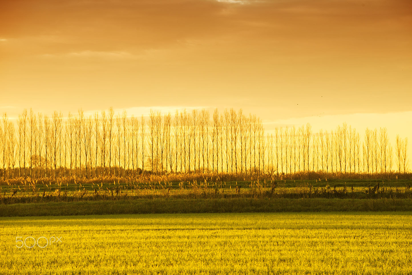 Nikon D600 sample photo. Sunrise. camargue. photography