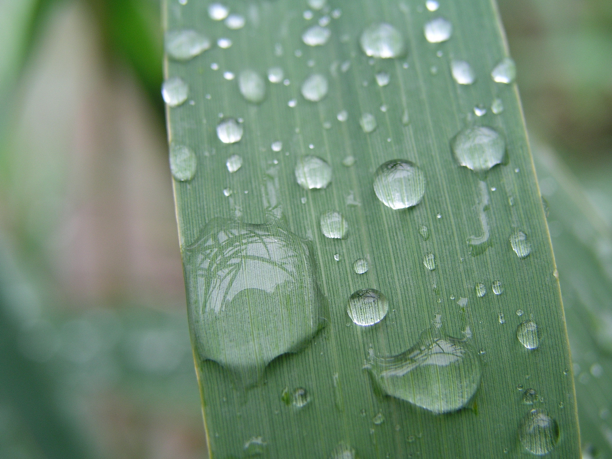 Olympus C5050Z sample photo. Grass with drops photography