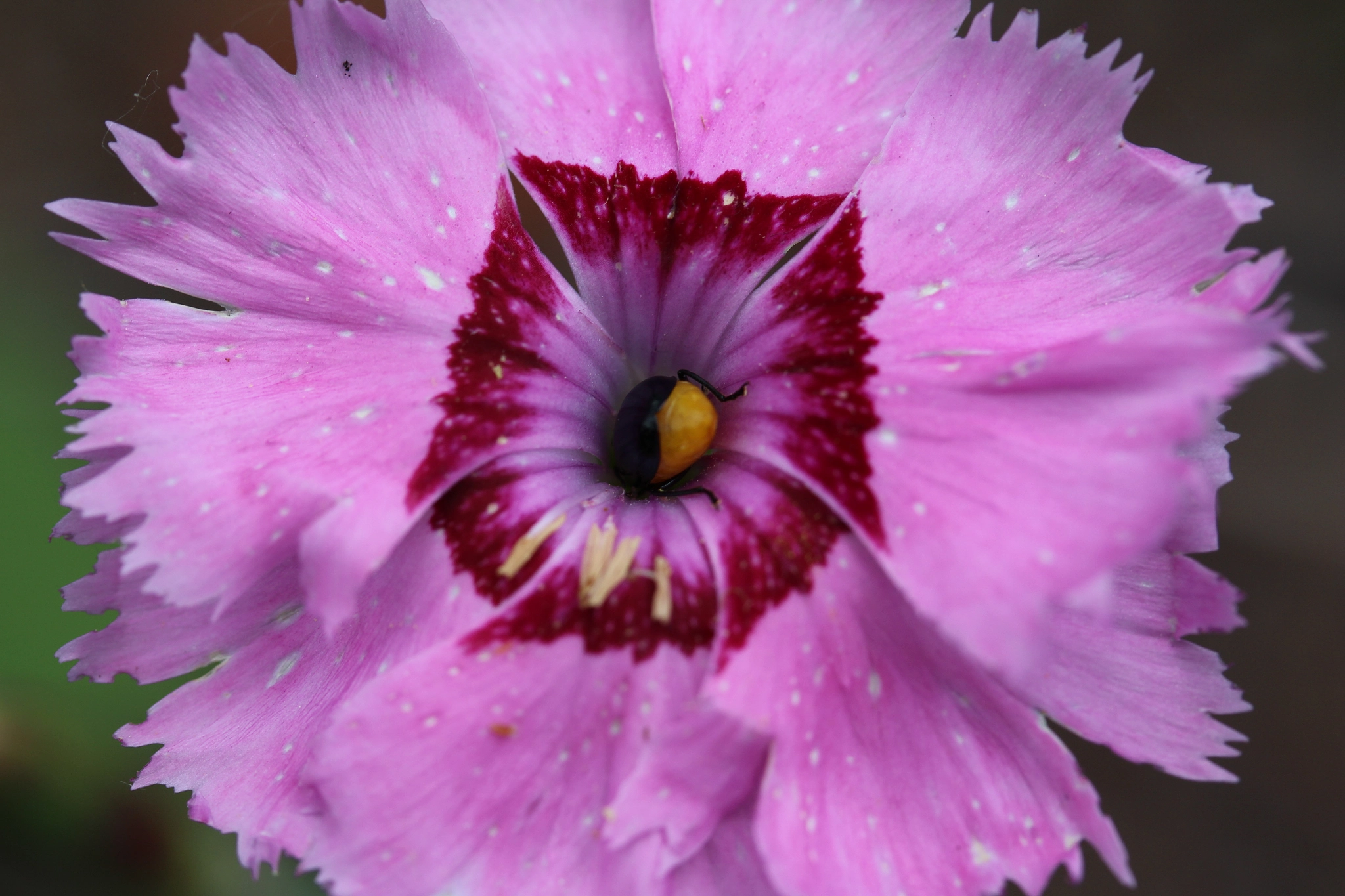 Canon EOS 650D (EOS Rebel T4i / EOS Kiss X6i) sample photo. Pretty dianthus with visitor photography