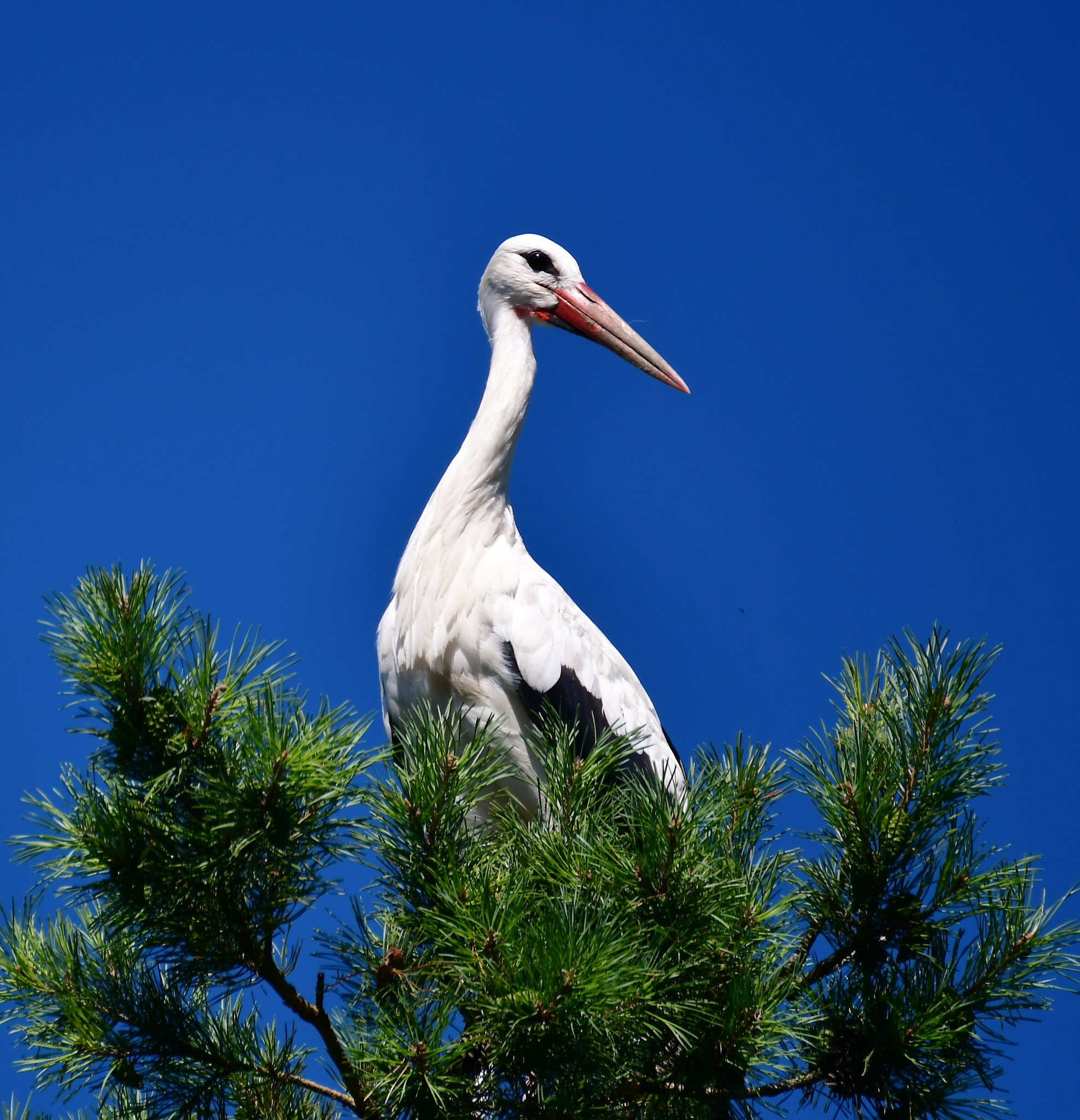 Nikon D500 sample photo. Cigogne photography