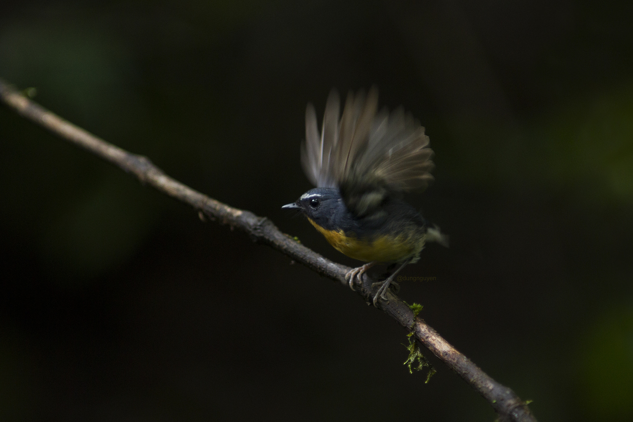 Canon EOS-1D Mark IV + Canon EF 400mm f/2.8L sample photo. Snowy-browed flycatcher photography