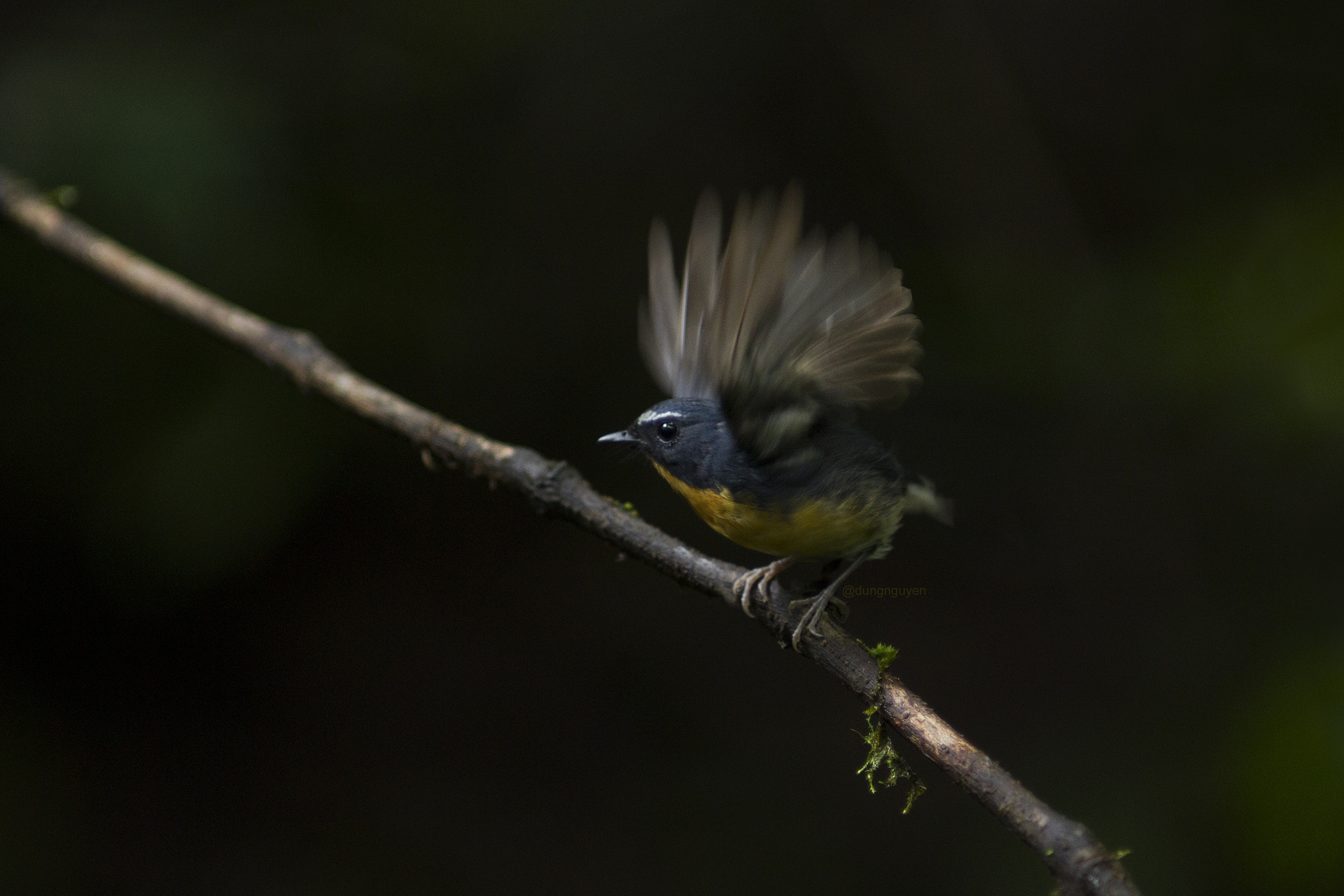 Canon EF 400mm f/2.8L sample photo. Snowy-browed flycatcher photography