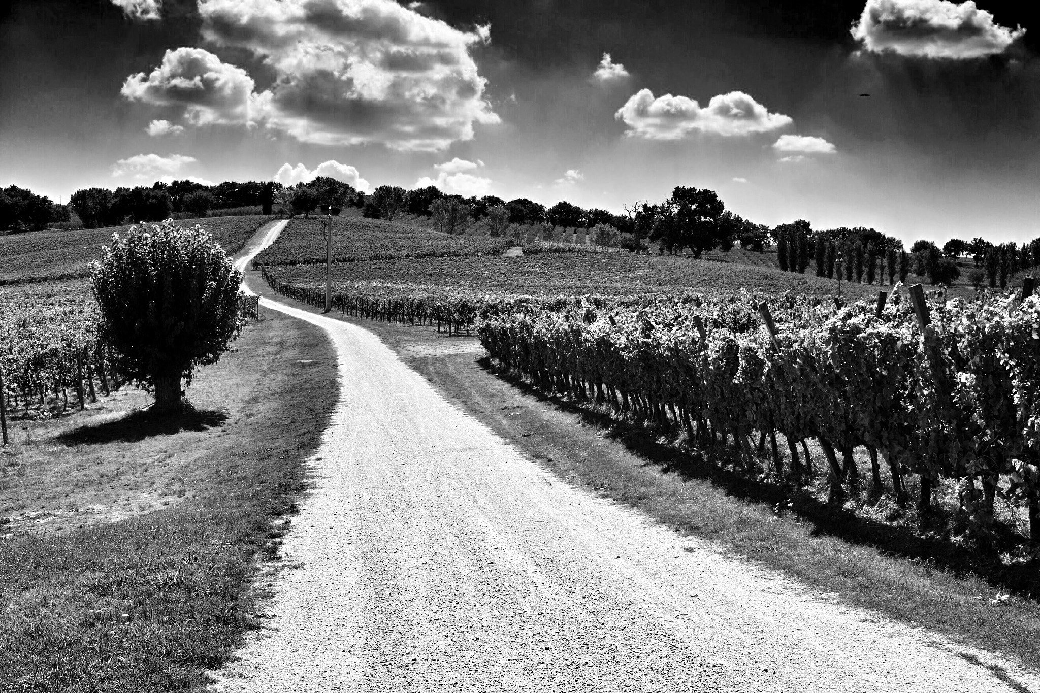 Sigma DP2x sample photo. Arnaldo caprai winery in montefalco, province perugia, italy photography